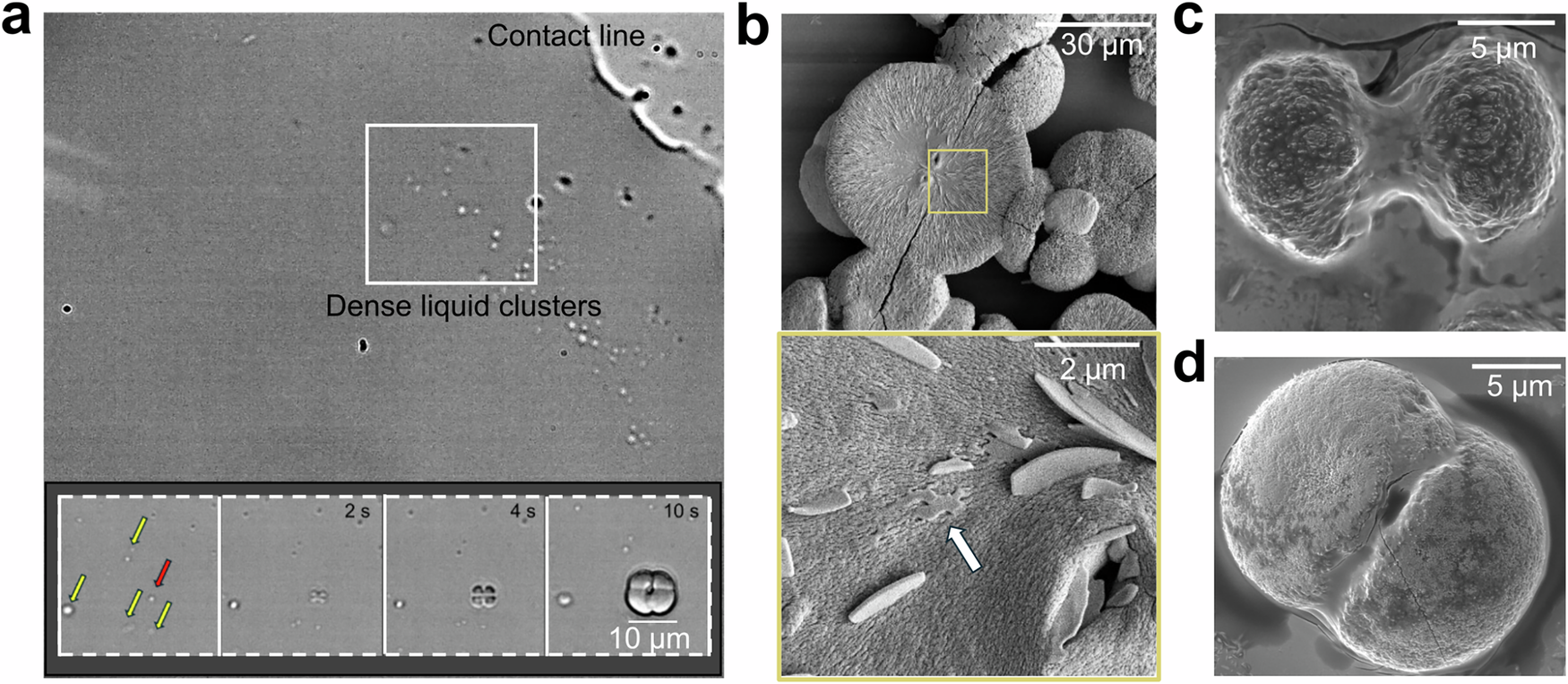 Fig. 3: Self-organized structure of sodium sulfate spherulites nucleate from dense clusters.