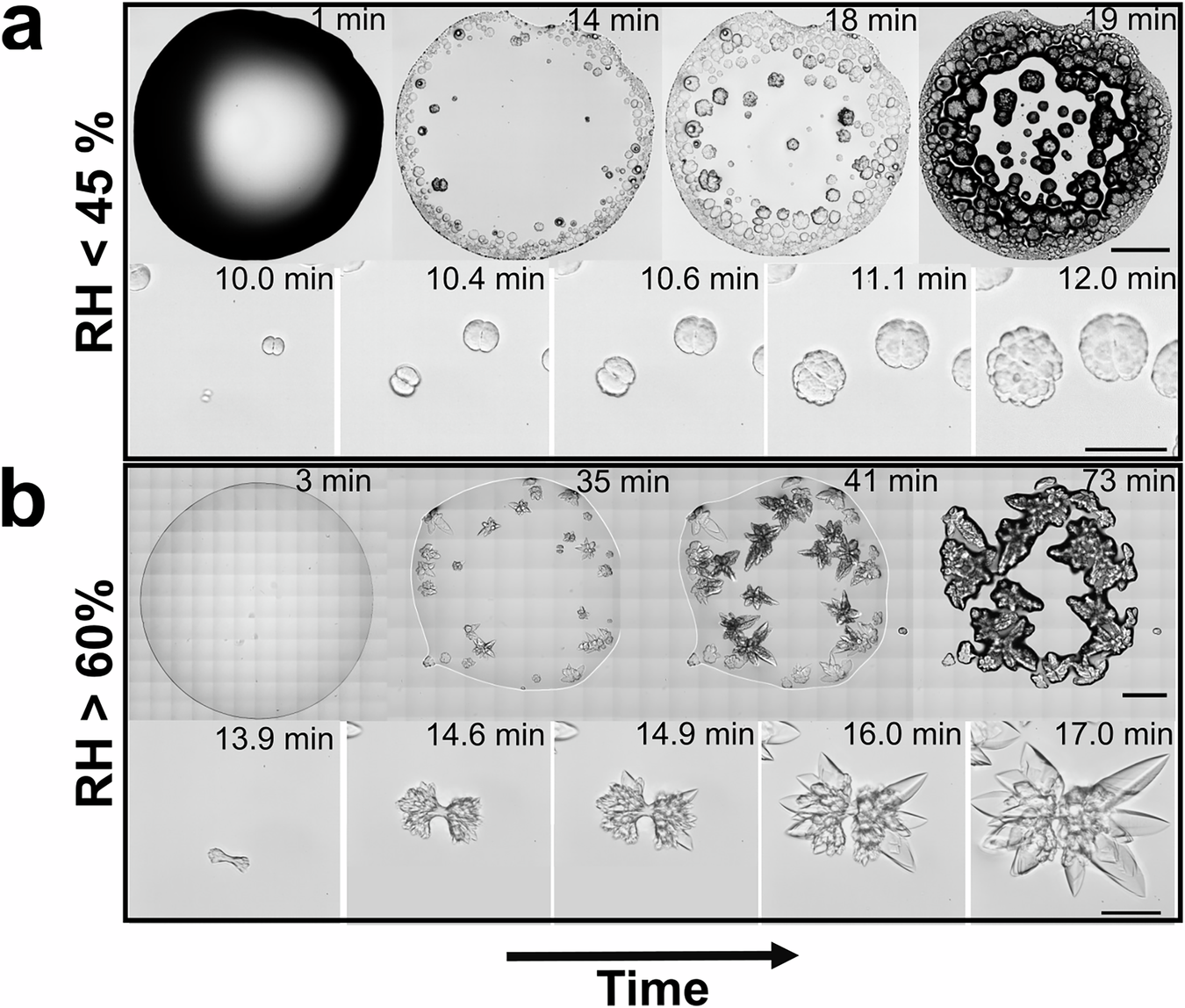 Fig. 6: Impact of evaporation rate on the nucleation and growth of sodium sulfate spherulites.