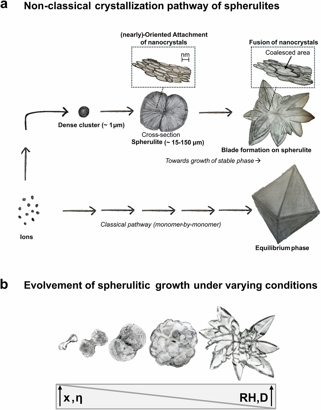 Fig. 8: Schematic of non-classical crystallization and growth evolution of spherulites (not to scale).