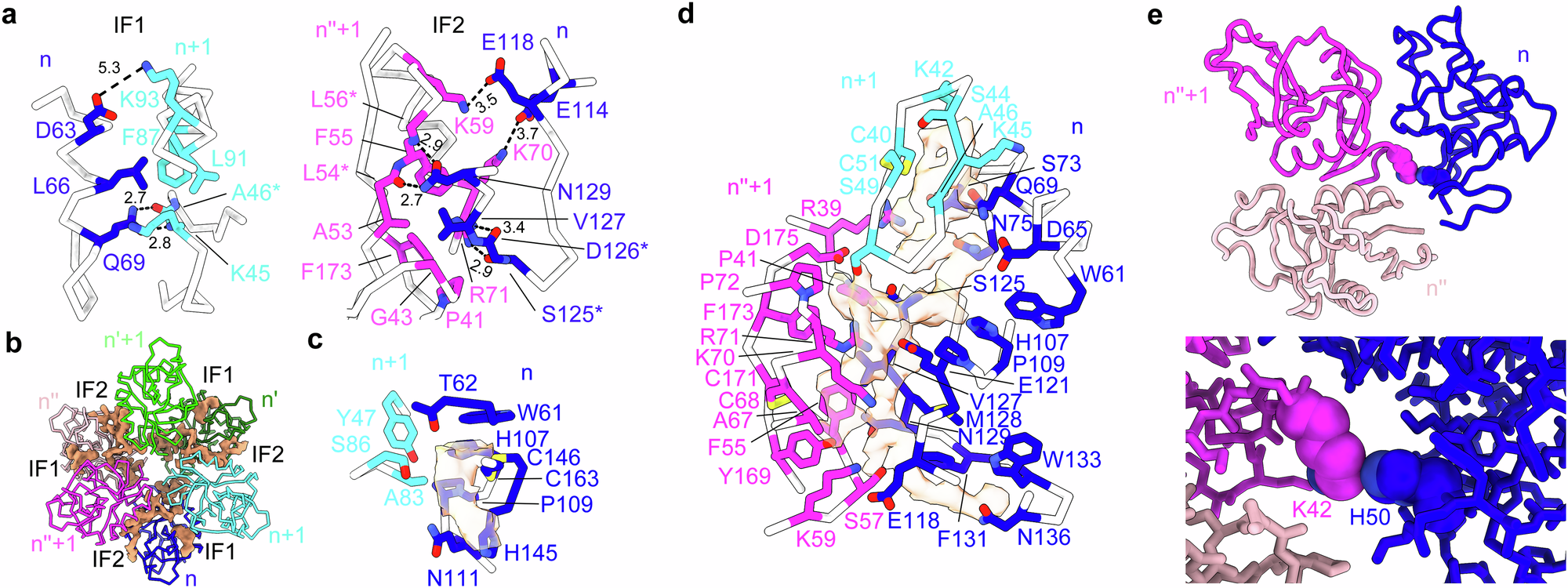 Fig. 3: Structural analysis of RegIIIα filaments.