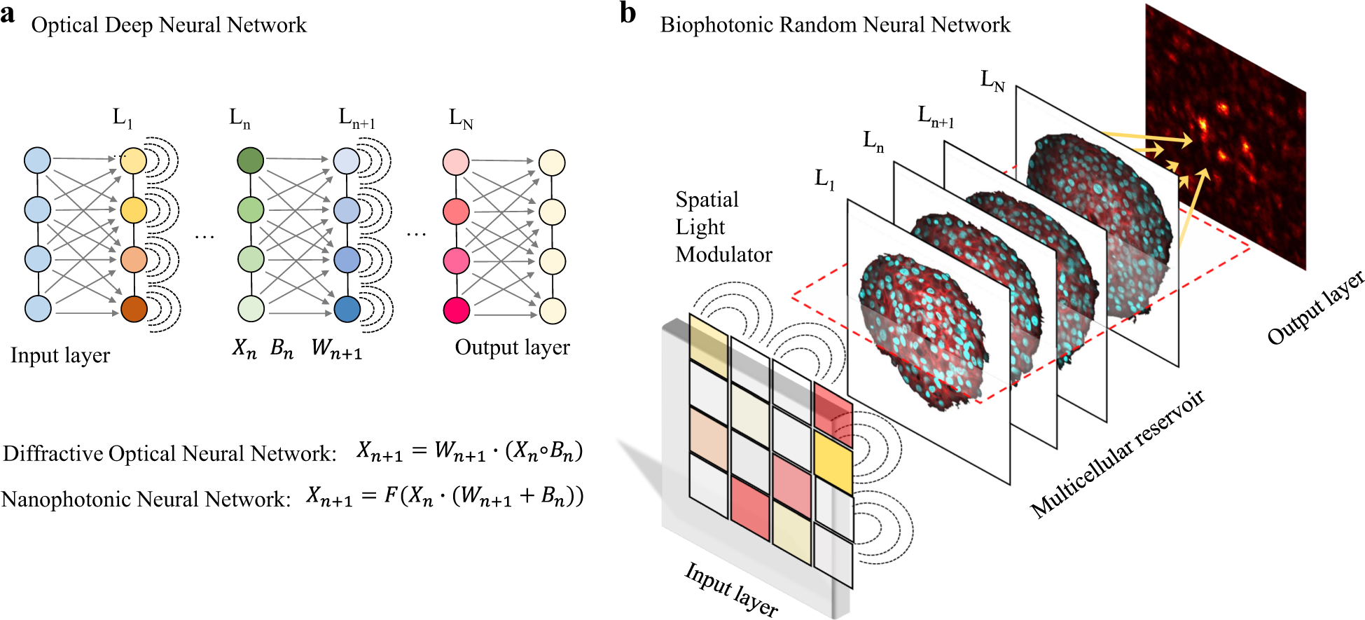 Living optical random neural network with three dimensional tumor spheroids  for cancer morphodynamics | Communications Physics