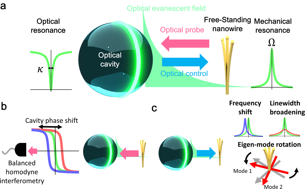 Near-field cavity optomechanical coupling a compound nanowire | Physics