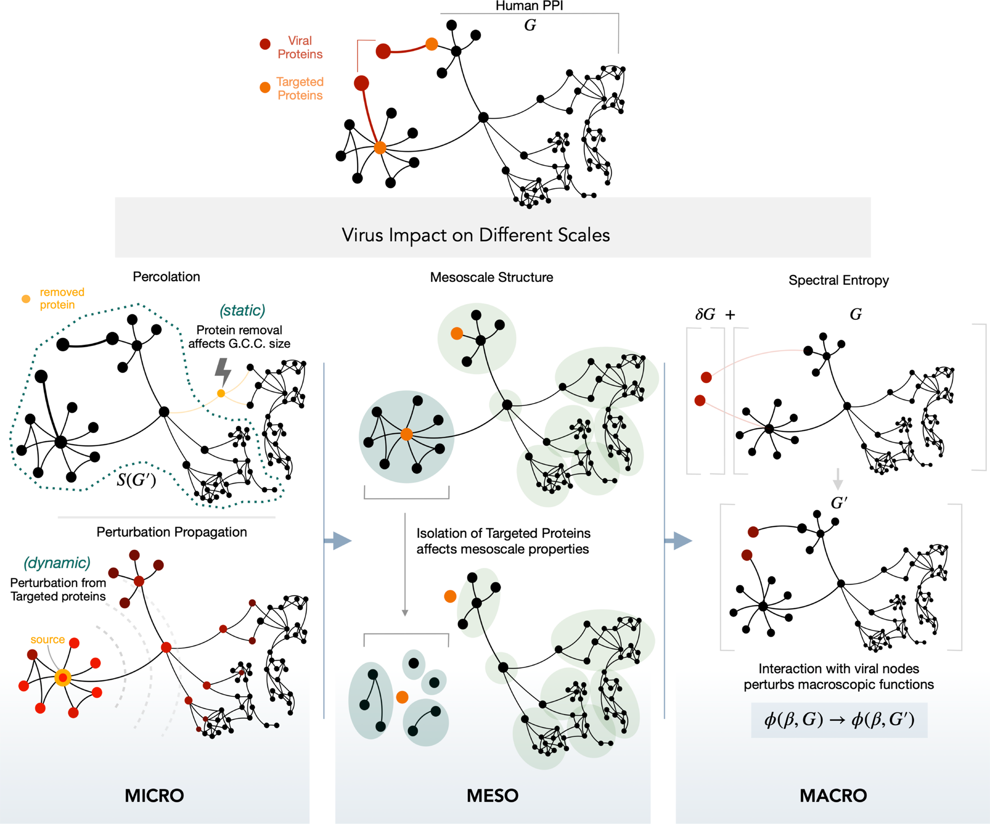Multiscale Statistical Physics Of The Pan Viral Interactome Unravels The Systemic Nature Of Sars Cov 2 Infections Communications Physics