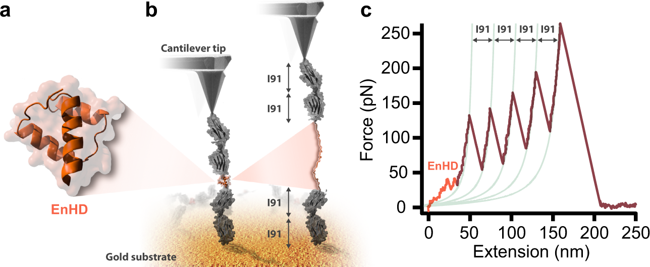 Fig. 1: Single-molecule force-extension experiments.