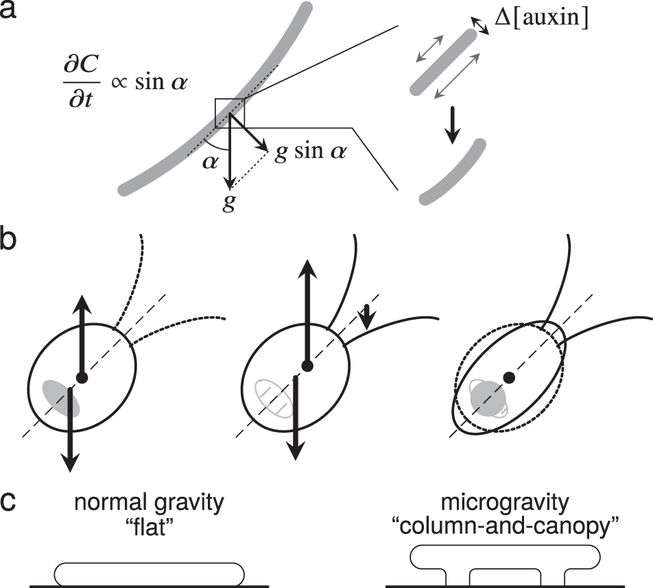 Fig. 2: Examples of the effect of gravity on biological systems.