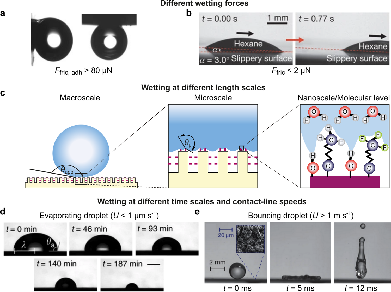 Effect of PEGylation on Receptor Anchoring and Steric Shielding at  Interfaces: An Adhesion and Surface Plasmon Resonance Study with Precision  Polymers | Biomacromolecules