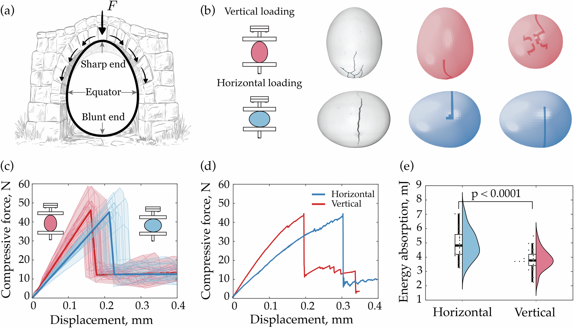 Challenging common notions on how eggs break and the role of strength  versus toughness | Communications Physics, image size:2000x1144