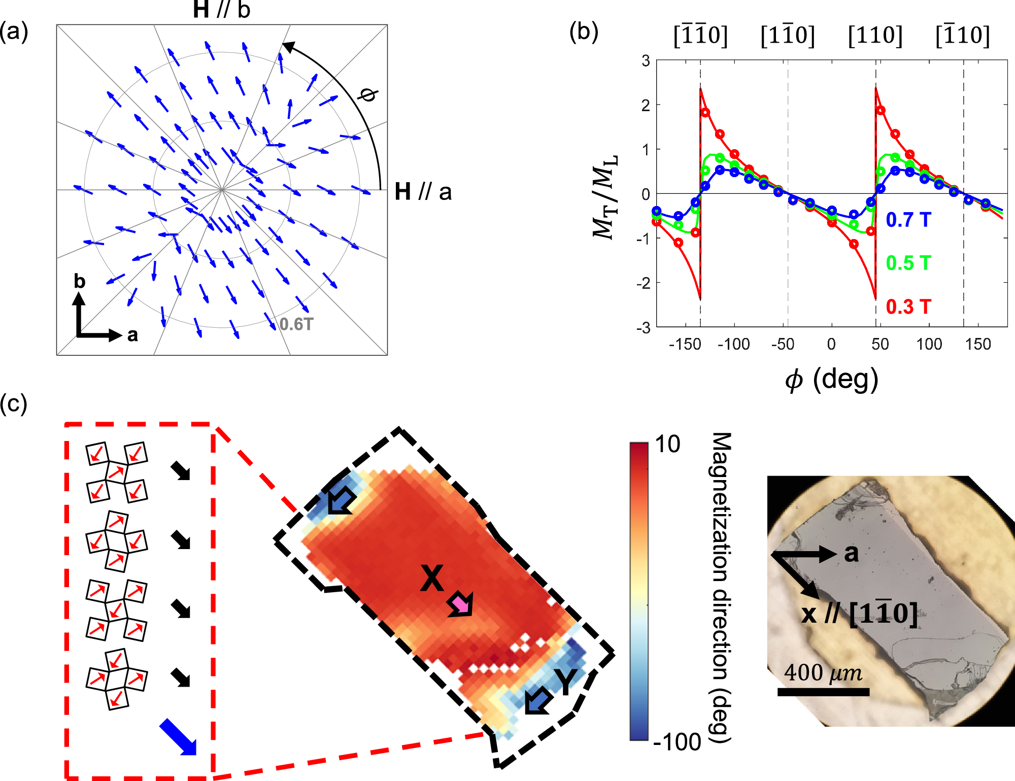 Fig. 4: MOKE measurement and model calculation of the 3% Rh-doped Sr2IrO4.