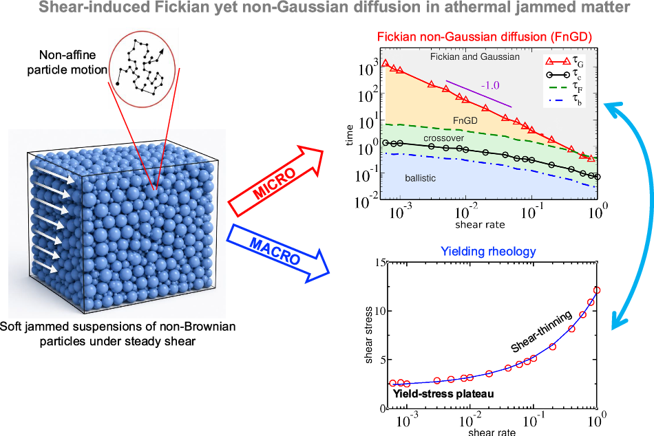 Photograph accompanying Naples simulations find a non-Gaussian diffusion signature in soft solids near yielding