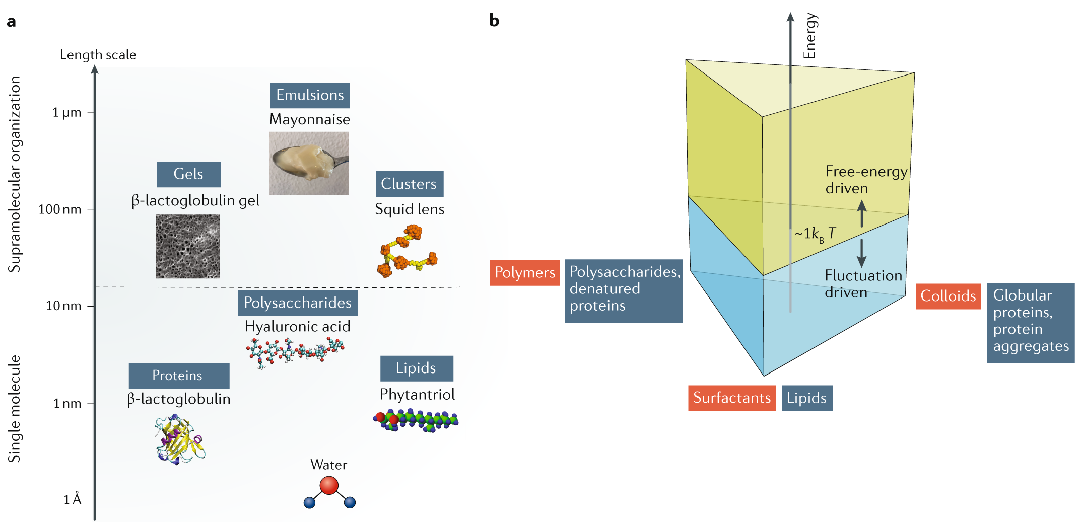 Soft condensed matter physics of foods and macronutrients | Nature Reviews  Physics