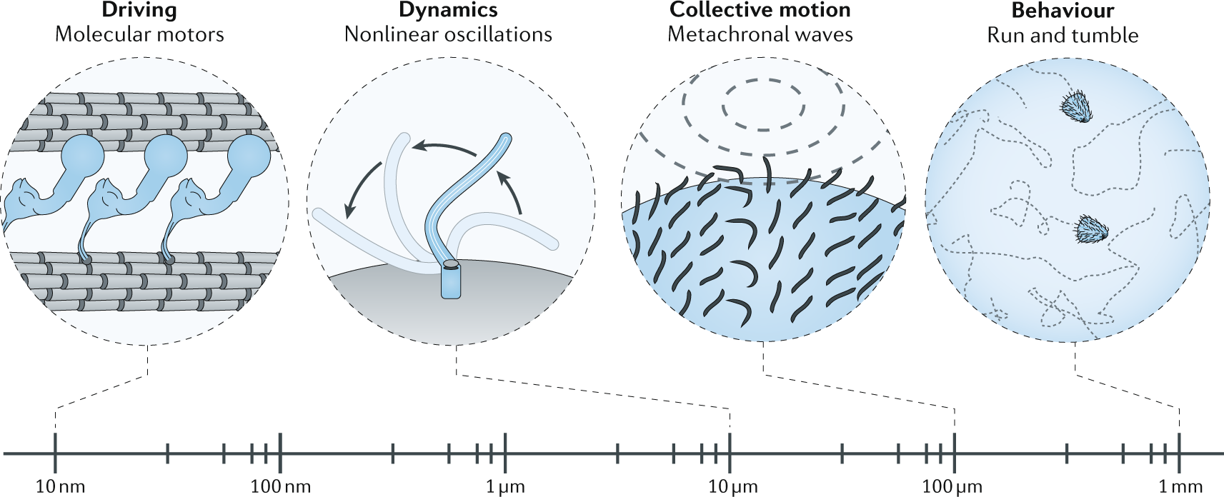 The Multiscale Physics Of Cilia And Flagella Nature Reviews Physics