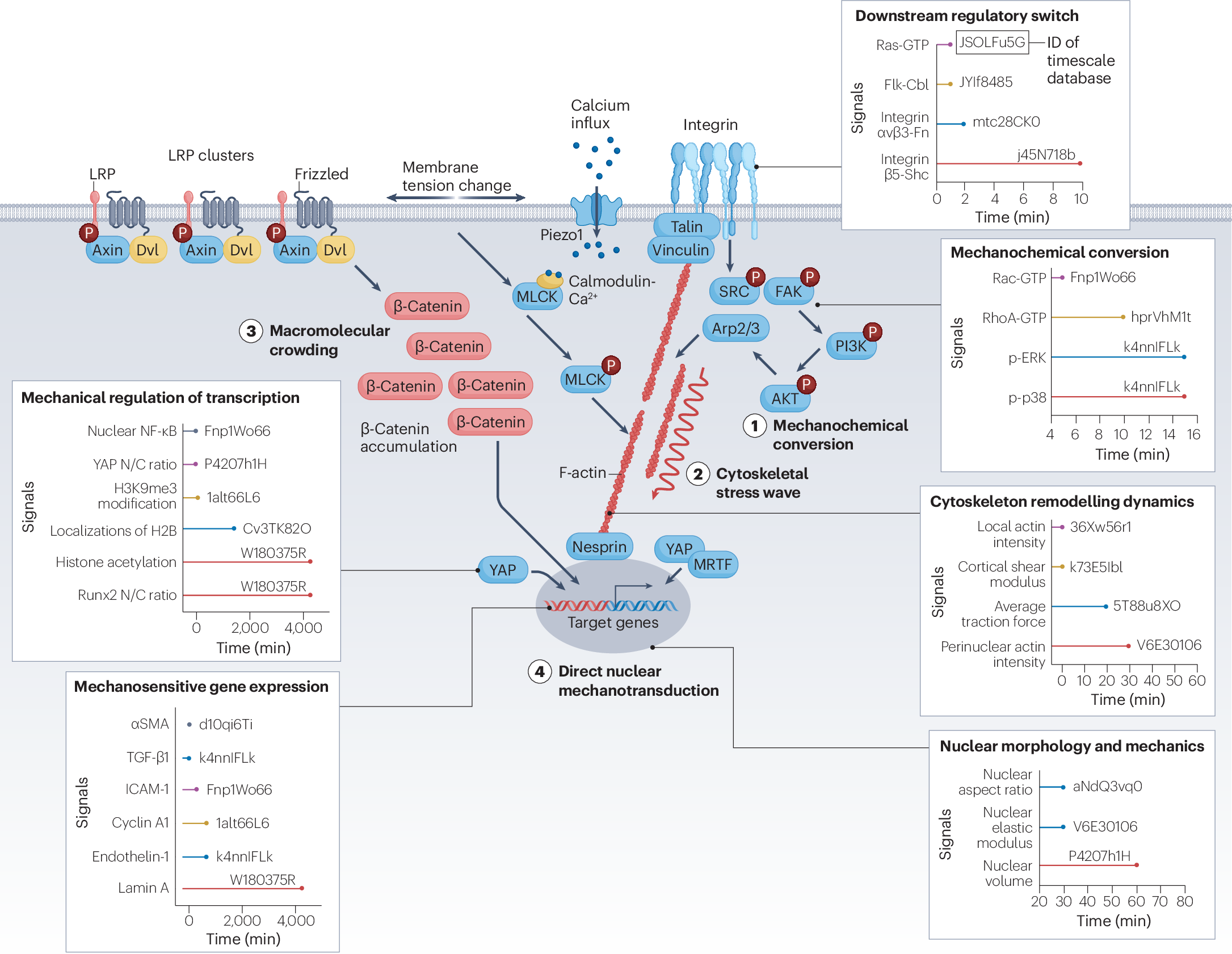 Mechanobiology across timescales | Nature Reviews Physics