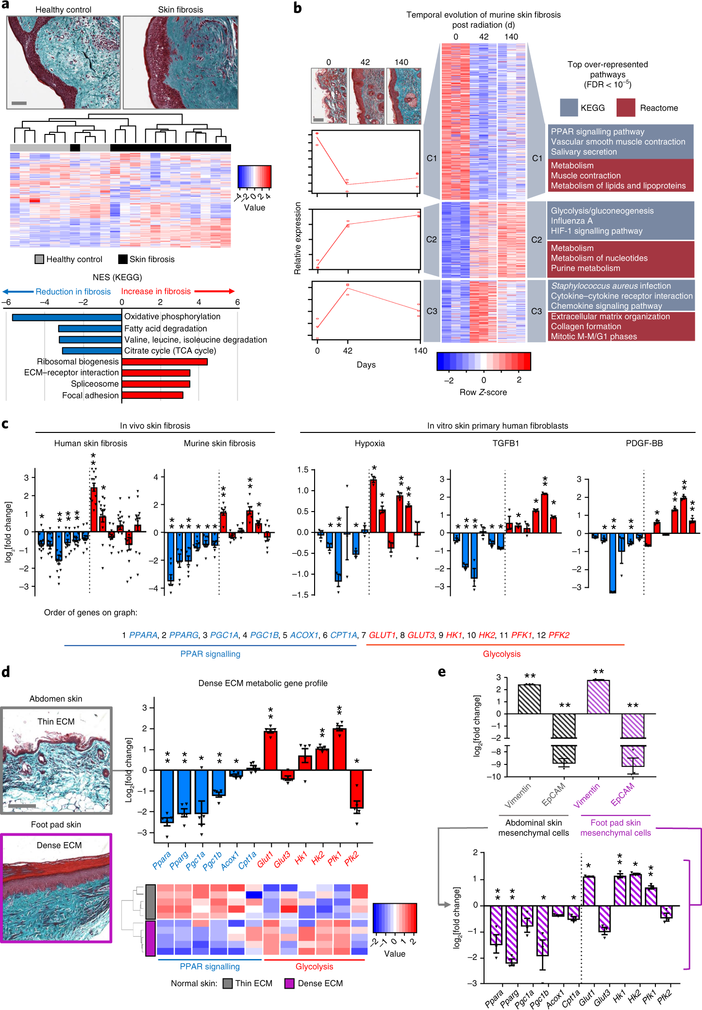 Metabolic Regulation Of Dermal Fibroblasts Contributes To