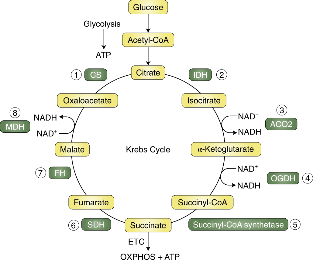 Coupling Krebs cycle metabolites to signalling in immunity and cancer - Nat...