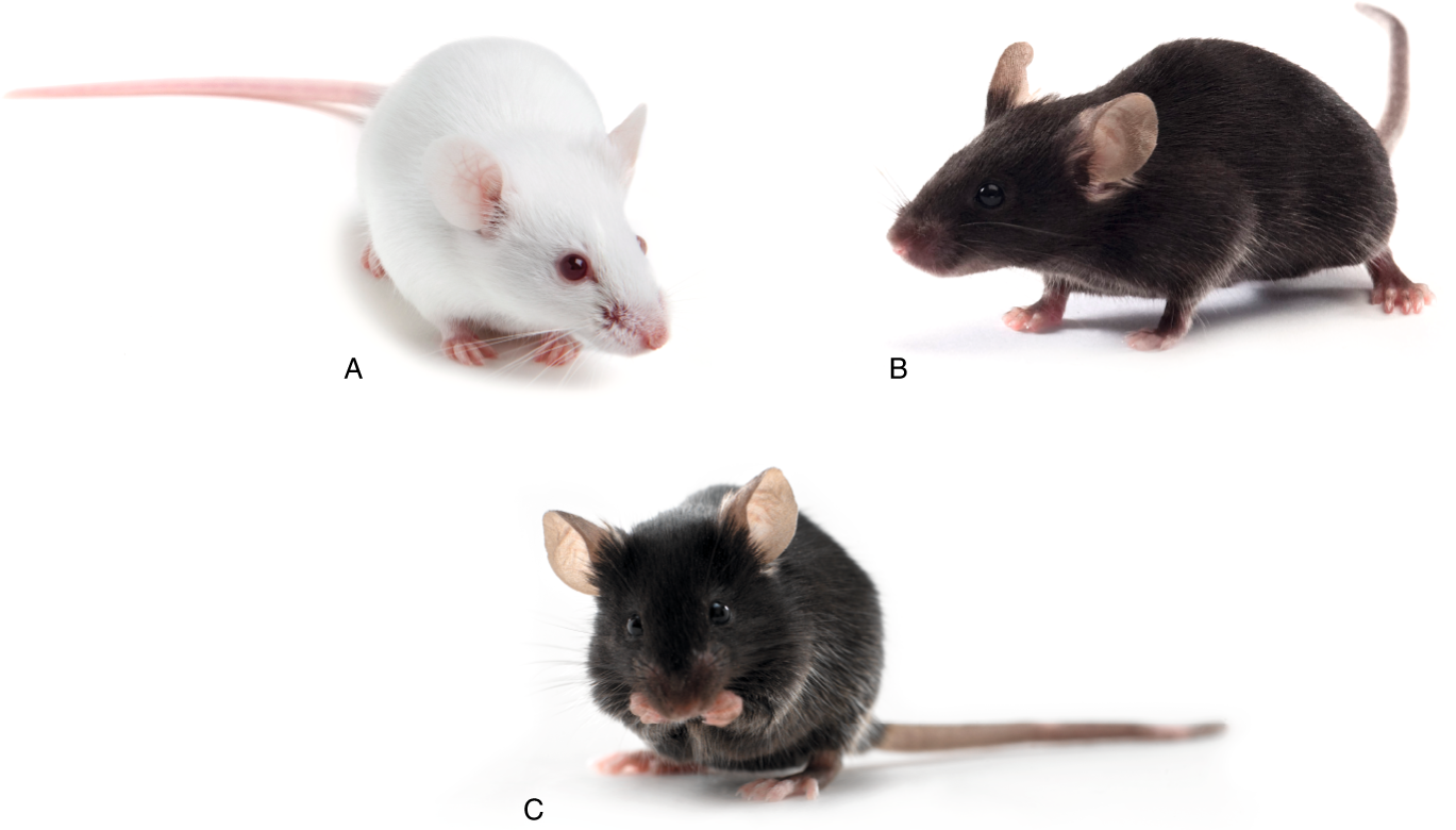 That is a mouse. Balb/c мыши. your_mouse тг.
