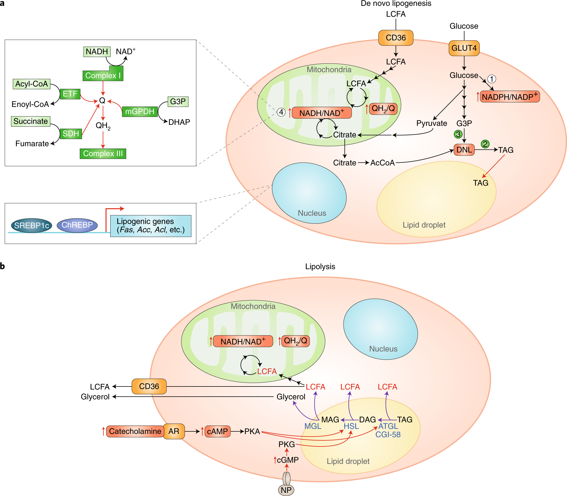 Metabolic Adaptation And Maladaptation In Adipose Tissue - 