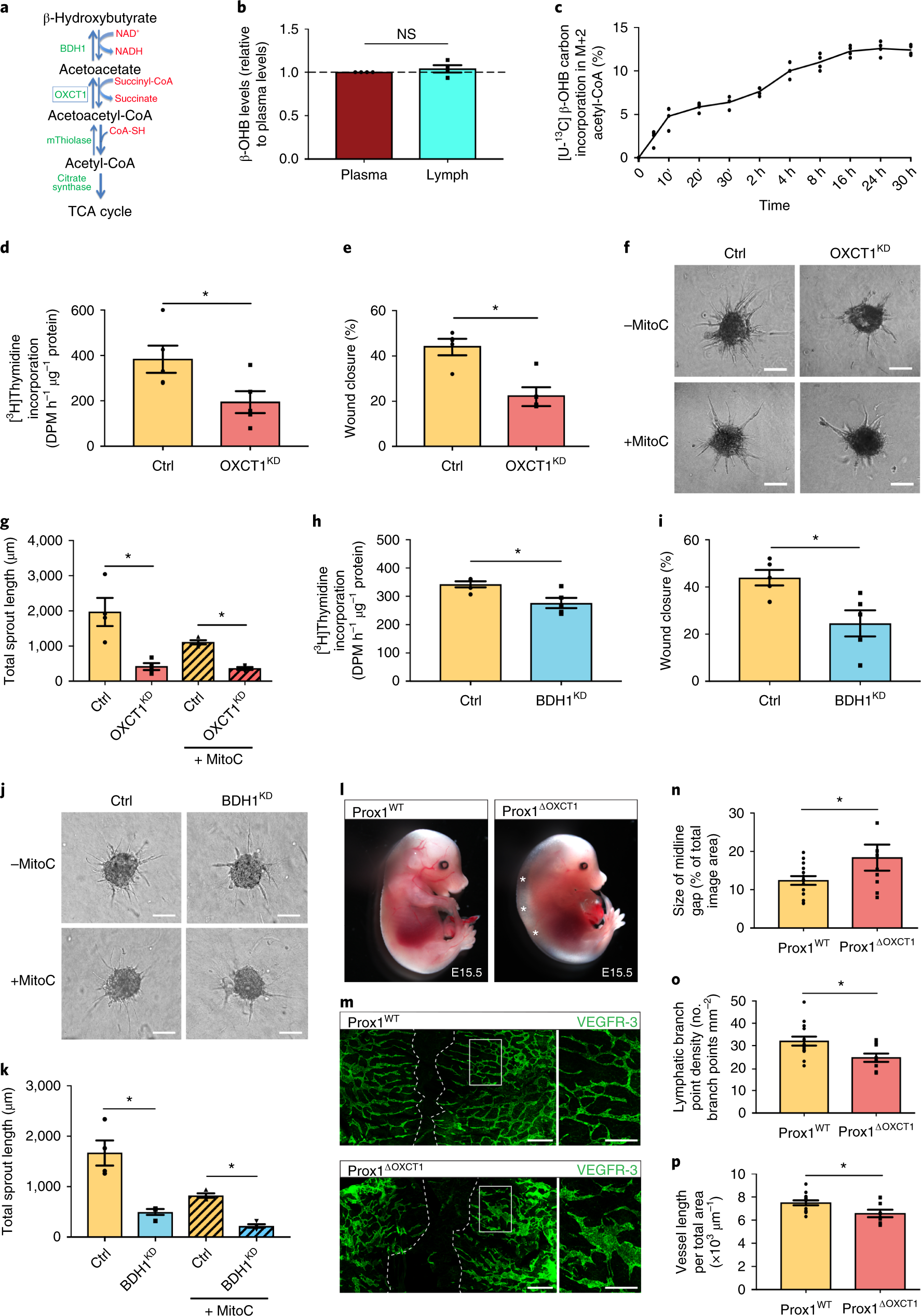 Role And Therapeutic Potential Of Dietary Ketone Bodies In