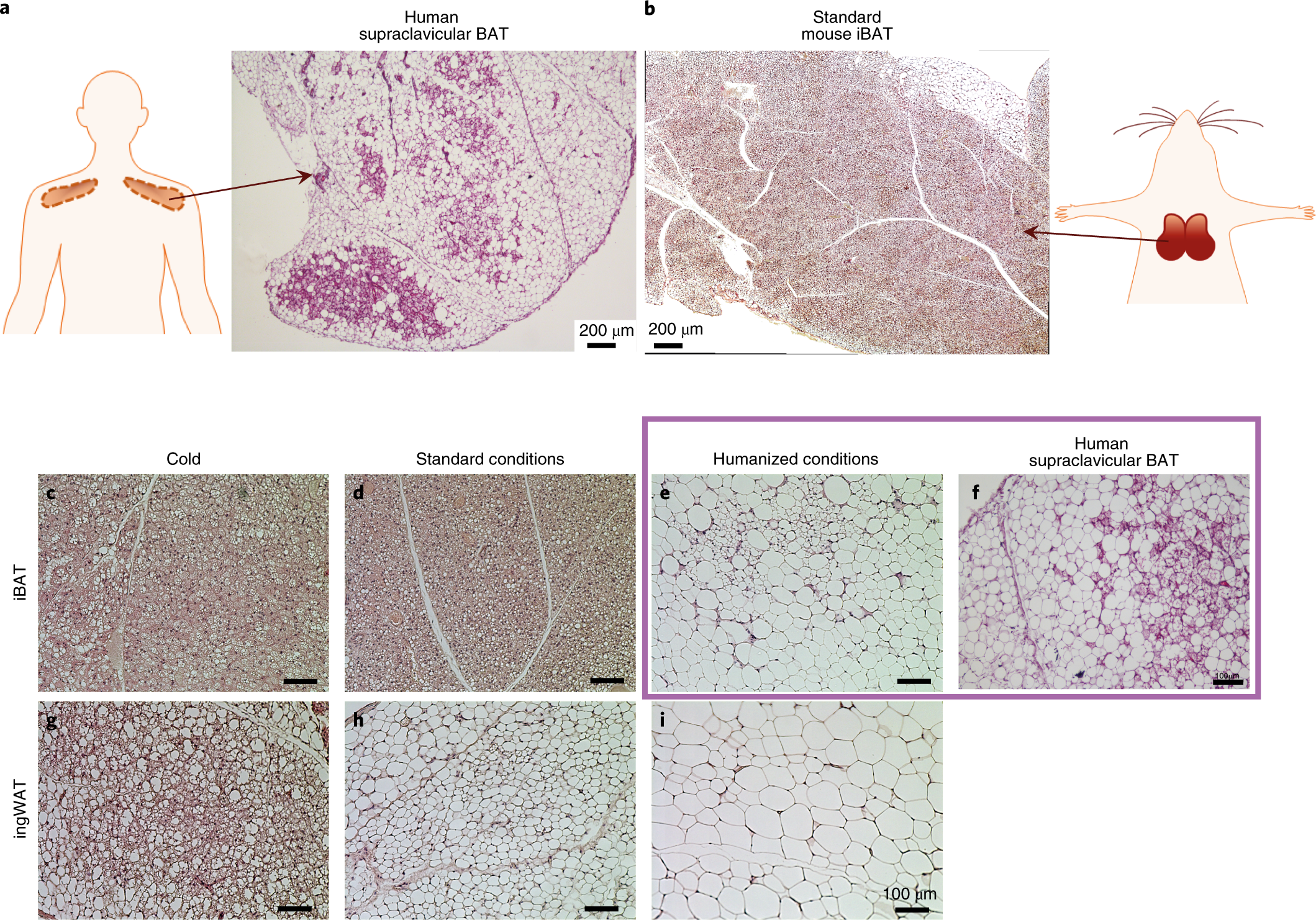 Human brown adipose tissue is phenocopied by classical brown adipose tissue  in physiologically humanized mice | Nature Metabolism