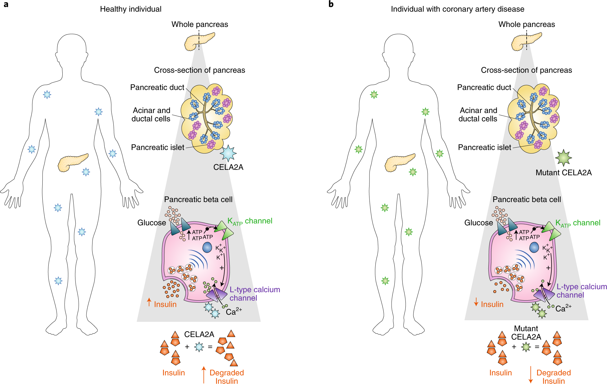 Exocrine Or Endocrine A Circulating Pancreatic Elastase That Regulates Glucose Homeostasis Nature Metabolism