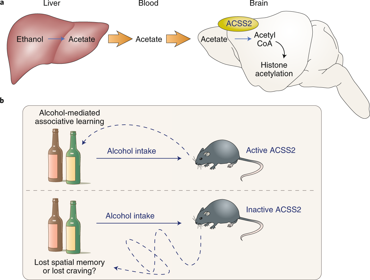 Alcohol Derived Acetate Modulates Brain Function Nature Metabolism