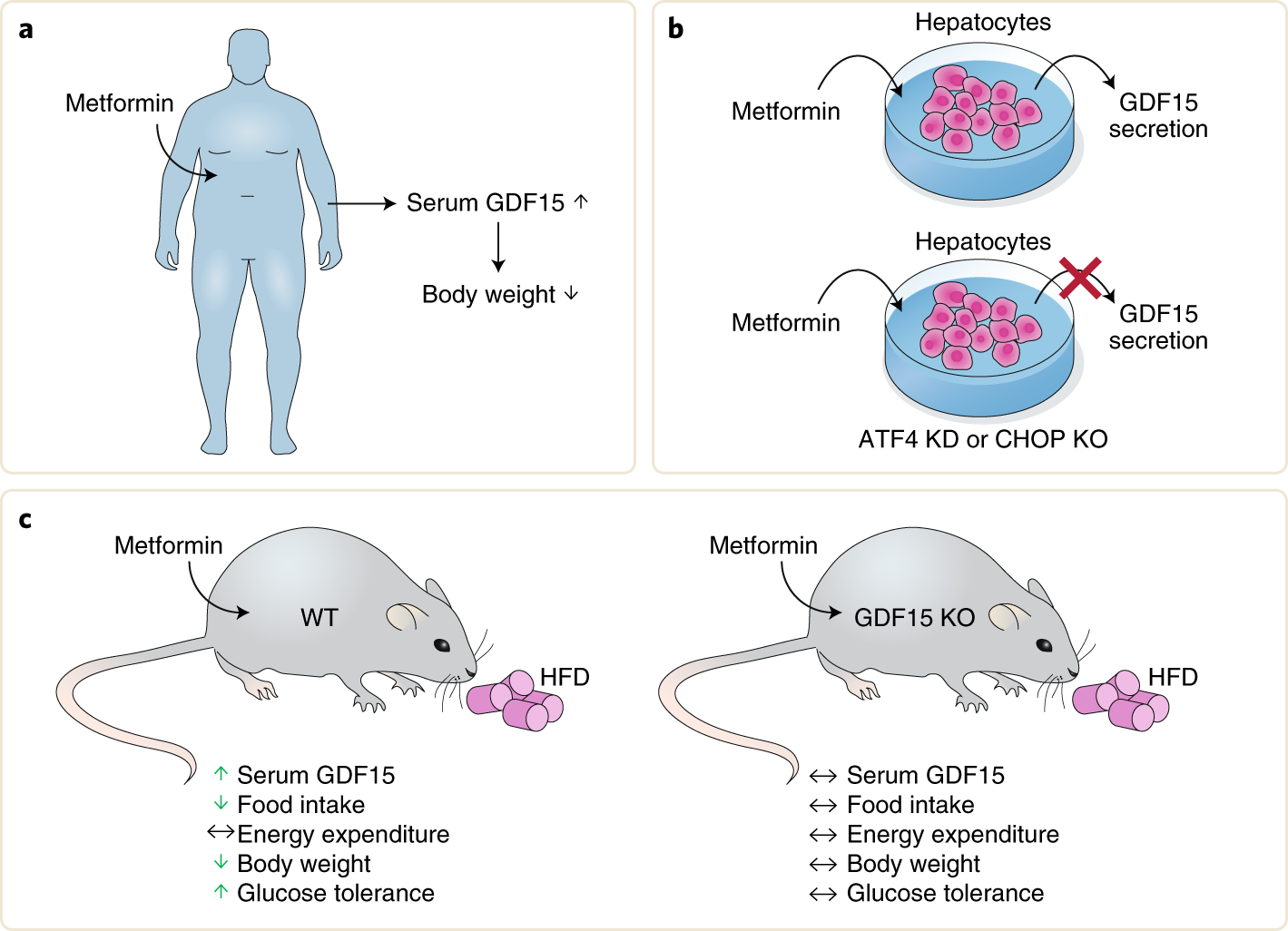 Teaching an old dog new tricks: metformin induces body-weight loss via  GDF15 | Nature Metabolism