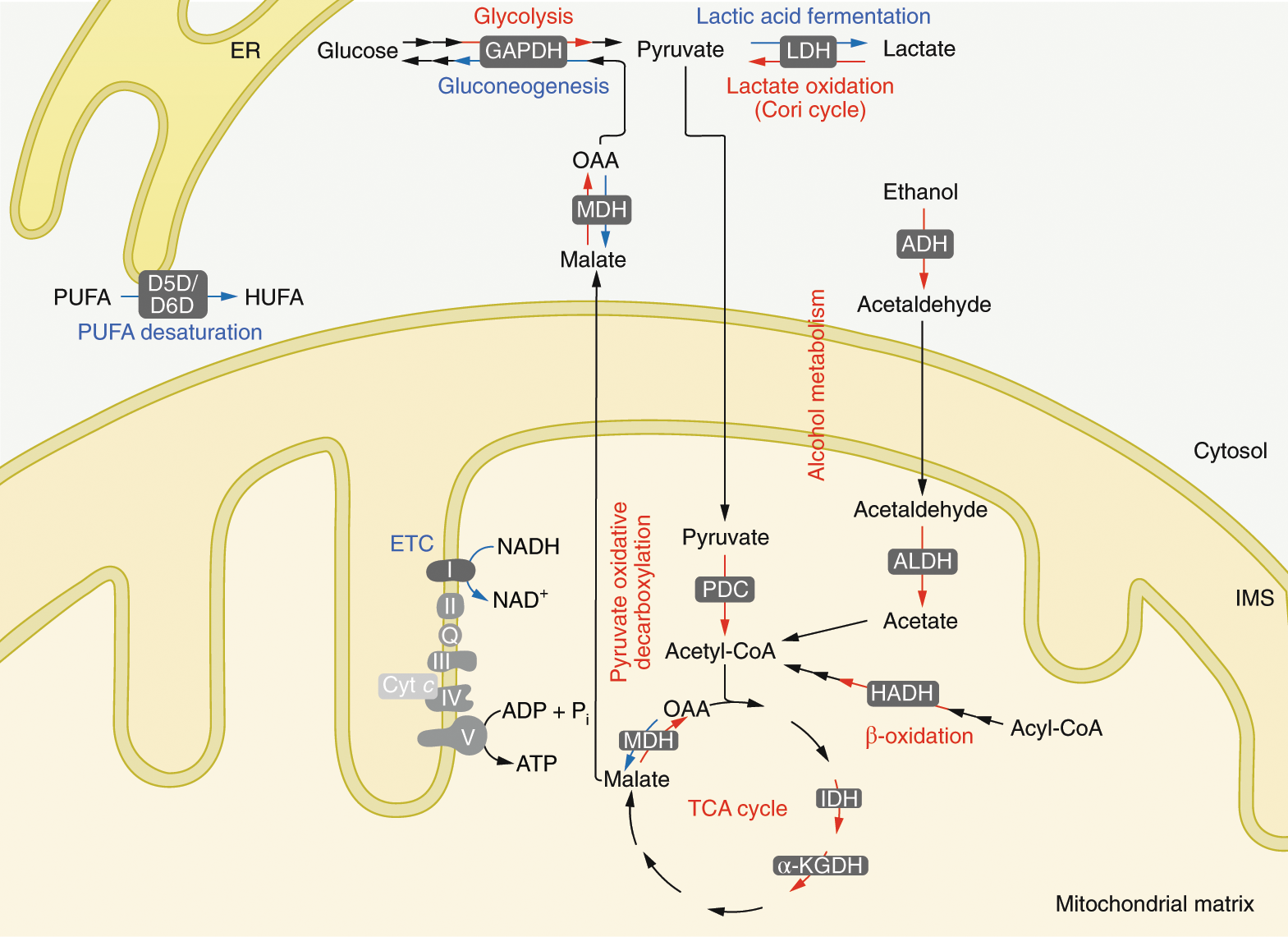 Metabolite Toxicity as a Driver of Aging and Disease — THE HUGHES LAB