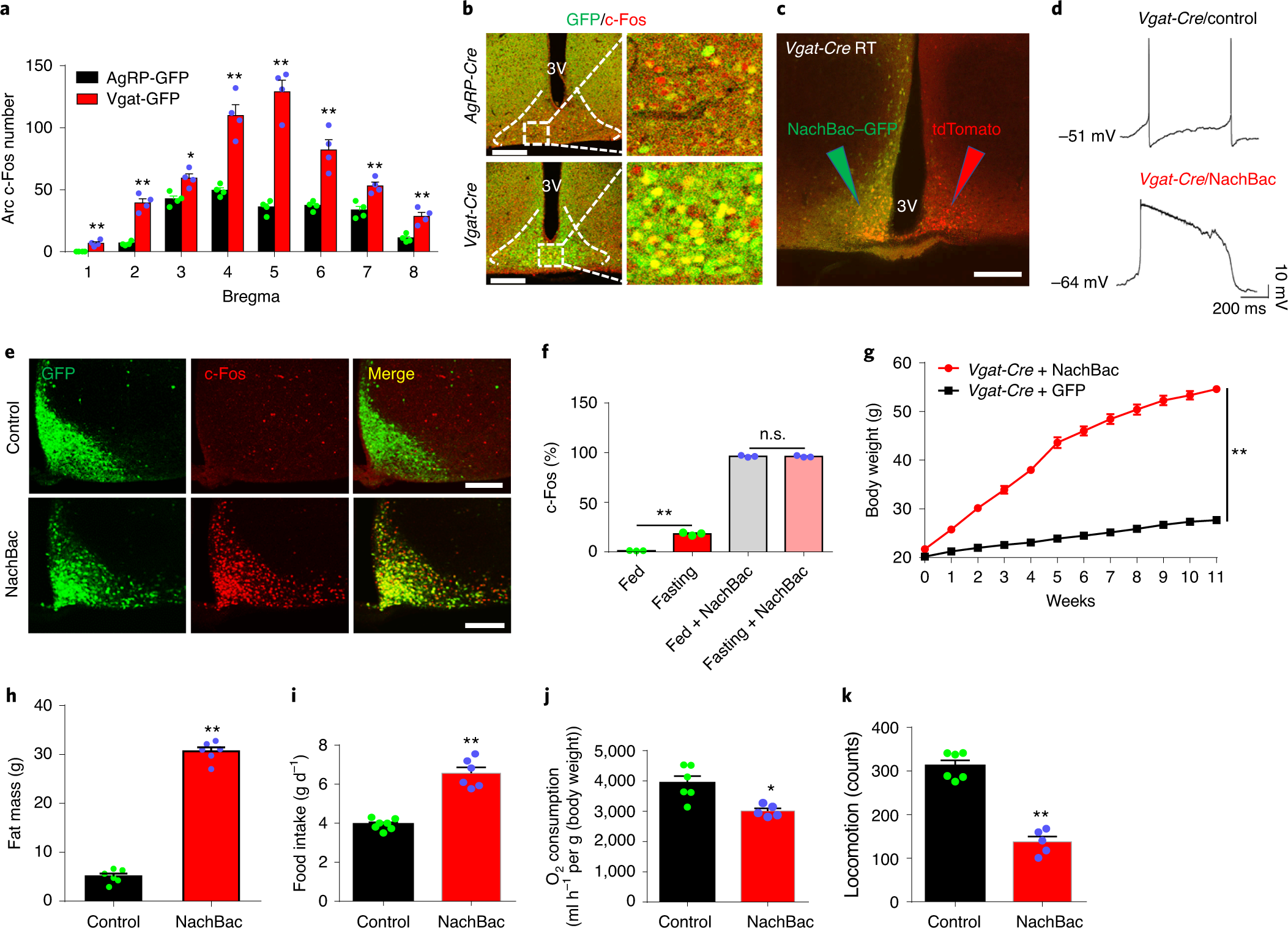 Profound And Redundant Functions Of Arcuate Neurons In Obesity Development Nature Metabolism