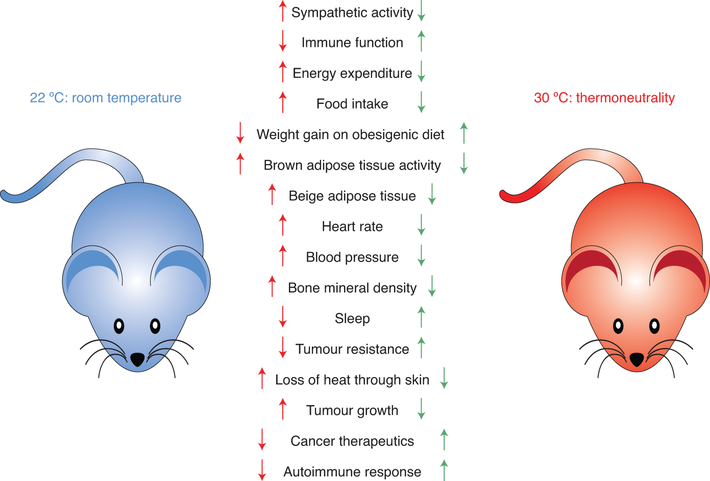 Mice as experimental models for human physiology: when several degrees in  housing temperature matter | Nature Metabolism