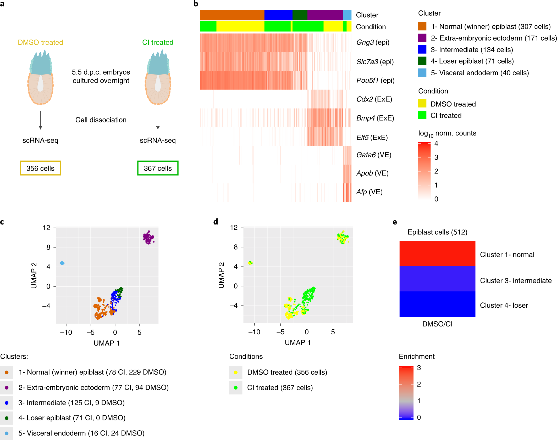 Cell Petition Acts As A Purifying Selection To Eliminate Cells With Mitochondrial Defects During Early Mouse Development Nature Metabolism