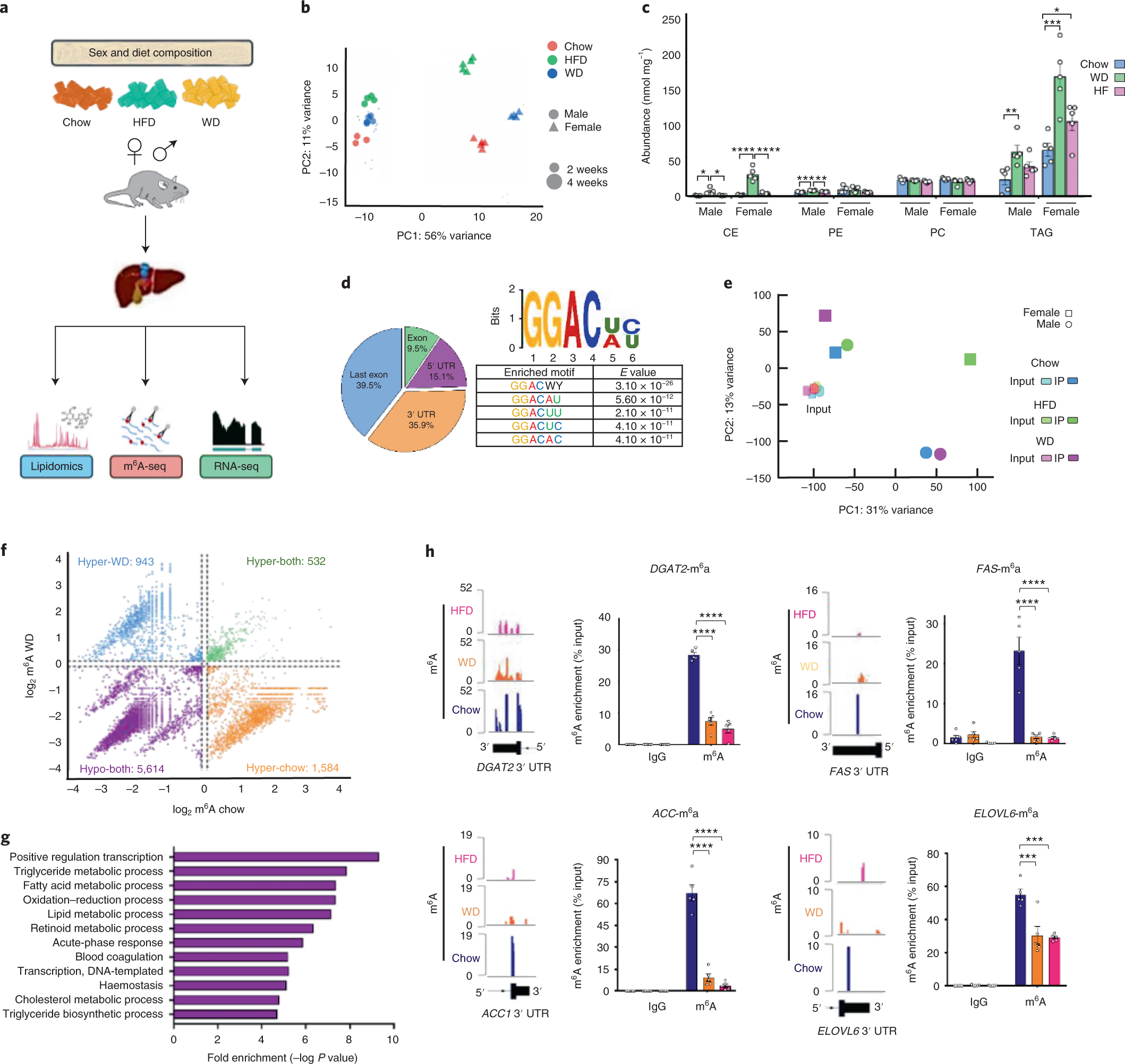 Transcriptional Regulation Of N6 Methyladenosine Orchestrates Sex Dimorphic Metabolic Traits Nature Metabolism Transcriptional Regulation Of N6 Methyladenosine Orchestrates Sex Dimorphic Metabolic Traits Nature Metabolism