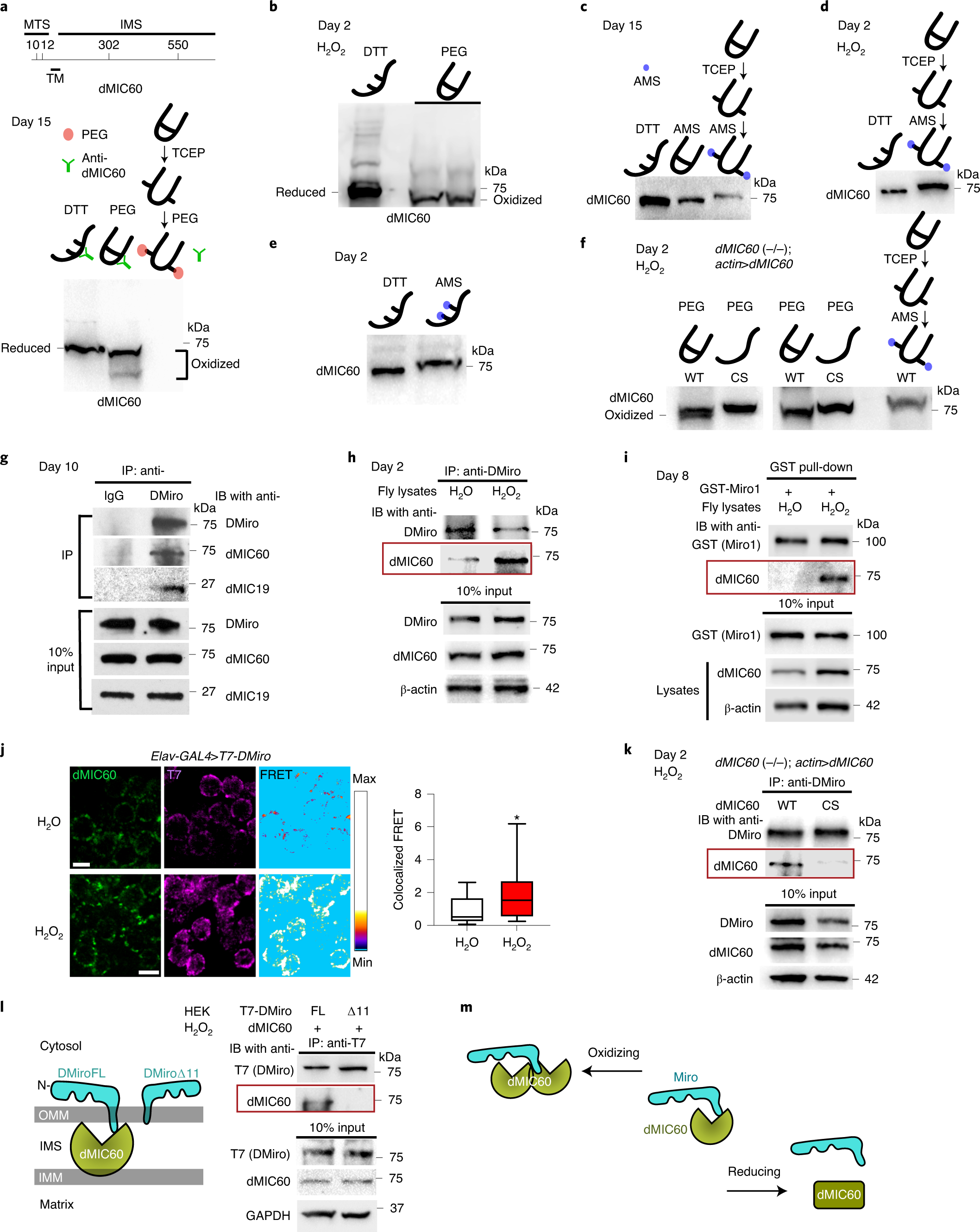 A mitochondrial membrane-bridging machinery mediates signal transduction of  intramitochondrial oxidation | Nature Metabolism