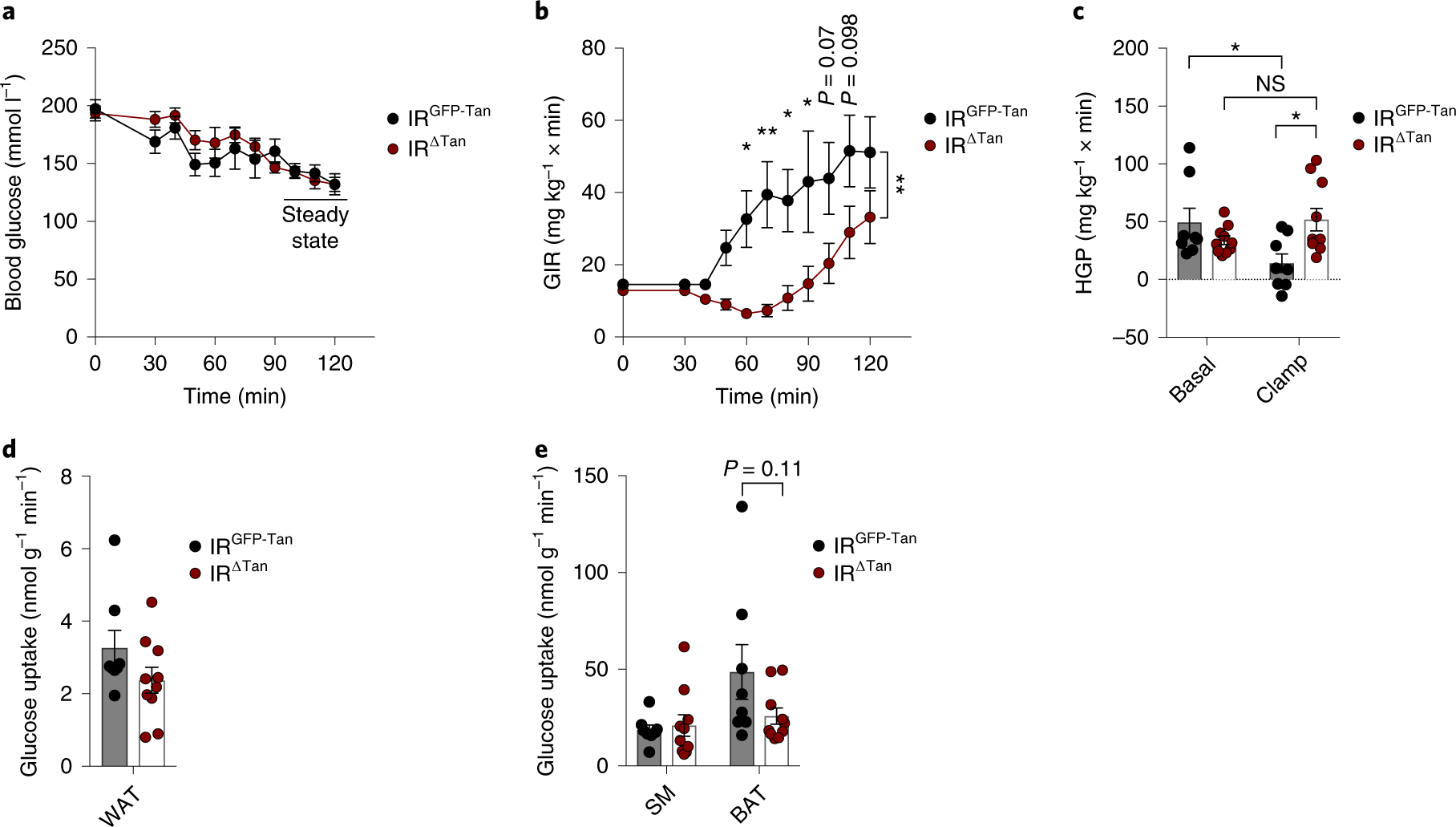 Fig. 4: Regulation of glucose homoeostasis in tanycyte-specific IR knockout animals.