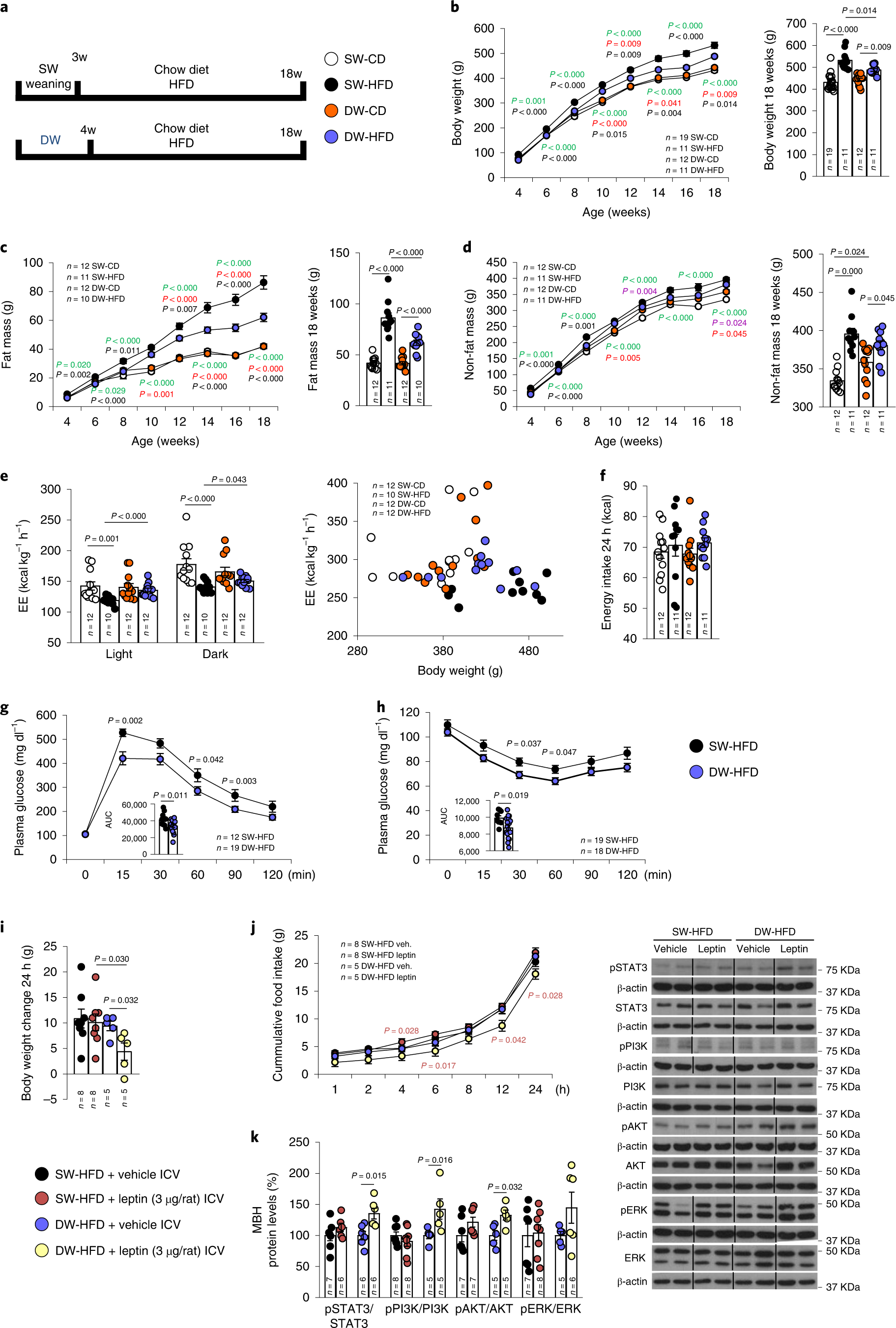 Prolonged breastfeeding protects from obesity by hypothalamic action of  hepatic FGF21 | Nature Metabolism