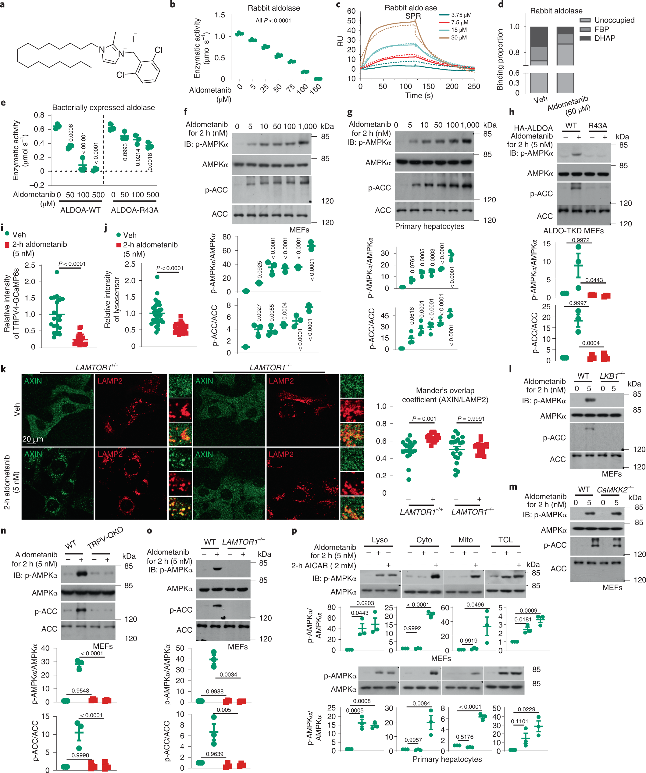 The aldolase inhibitor aldometanib mimics glucose starvation to activate  lysosomal AMPK | Nature Metabolism