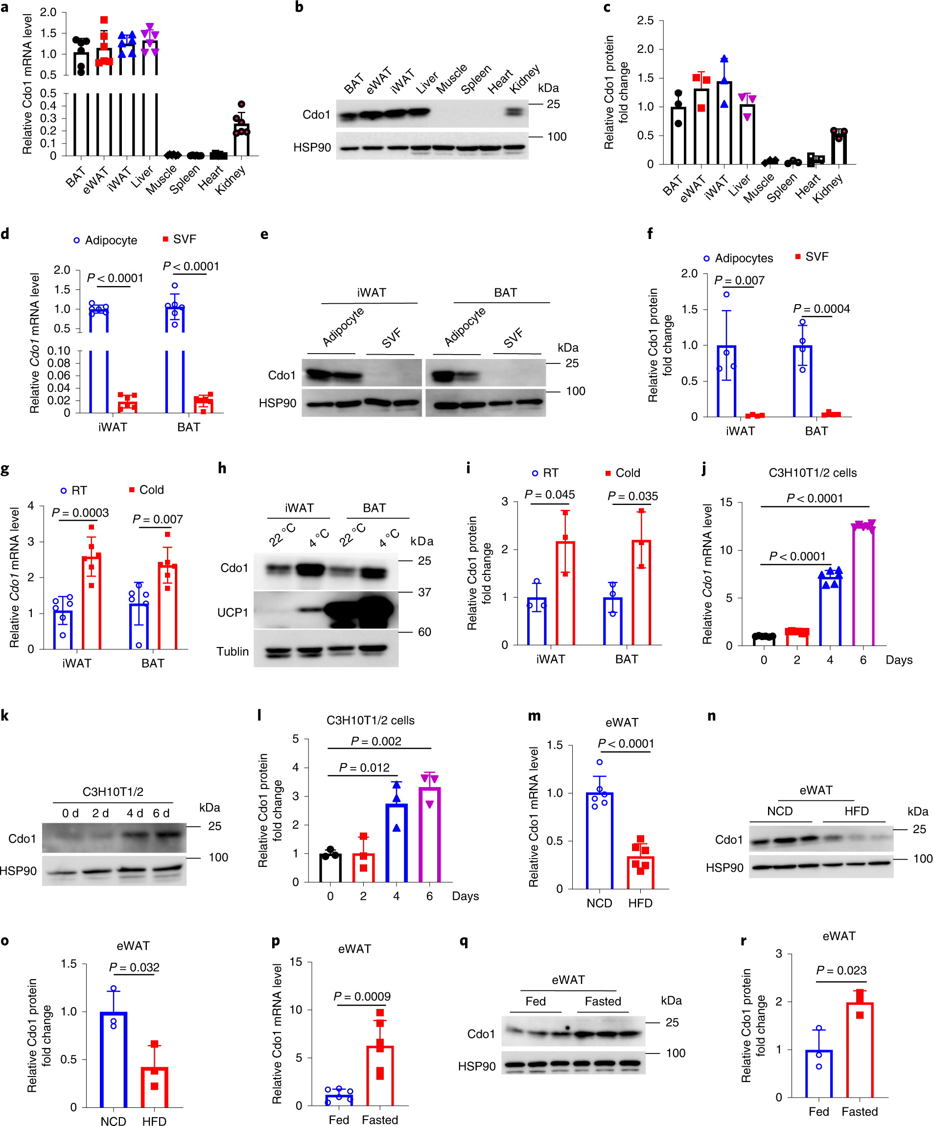 Cdo1 promotes PPARγ-mediated adipose tissue lipolysis in male mice Nature Metabolism pic