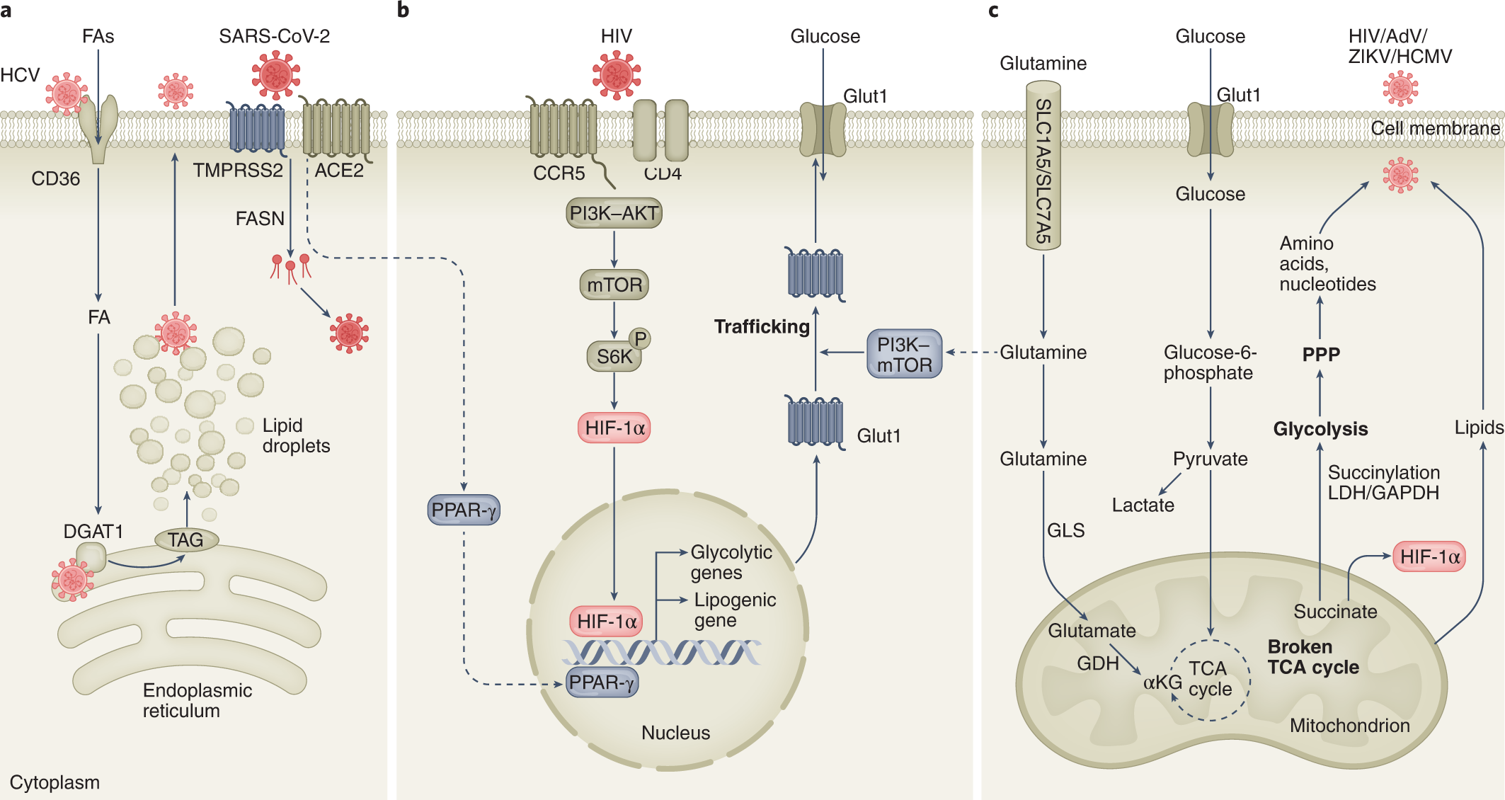 Metabolism of the Human Immunodeficiency Virus Type 1 Reverse