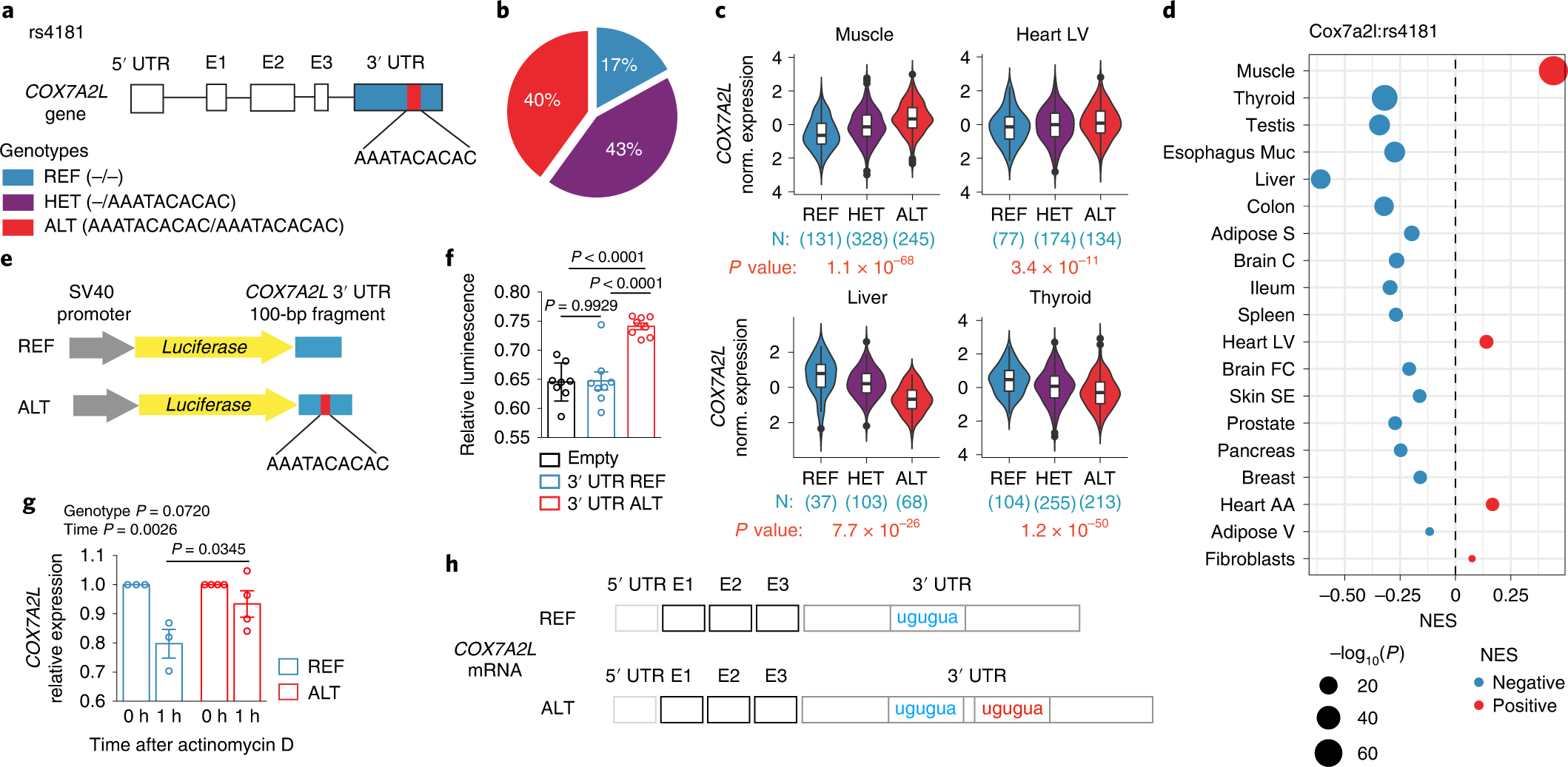 Fig. 2: COX7A2L lead cis-eQTL affects mRNA stability.