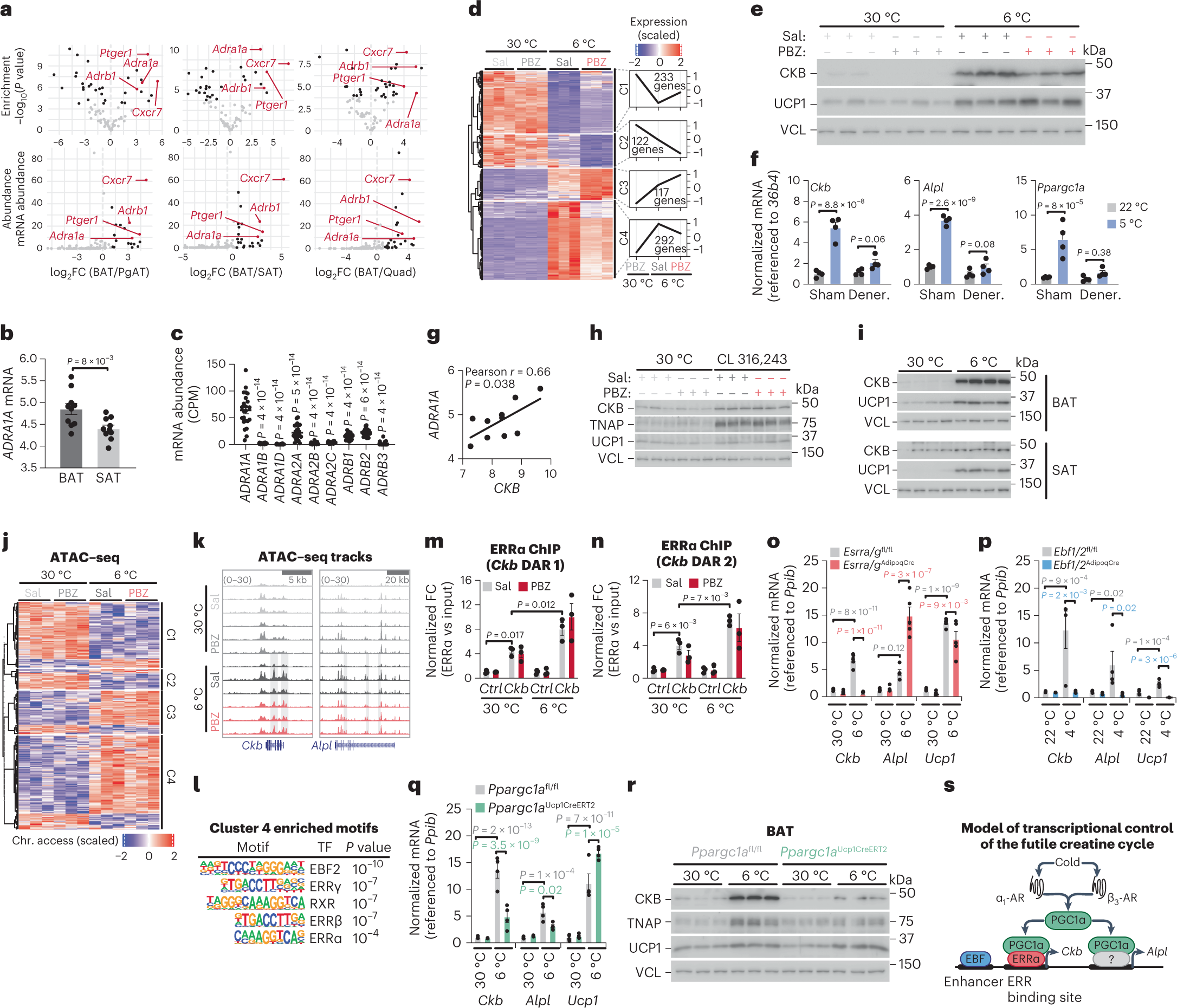 ADRA1A–Gαq signalling potentiates adipocyte thermogenesis through CKB and  TNAP | Nature Metabolism