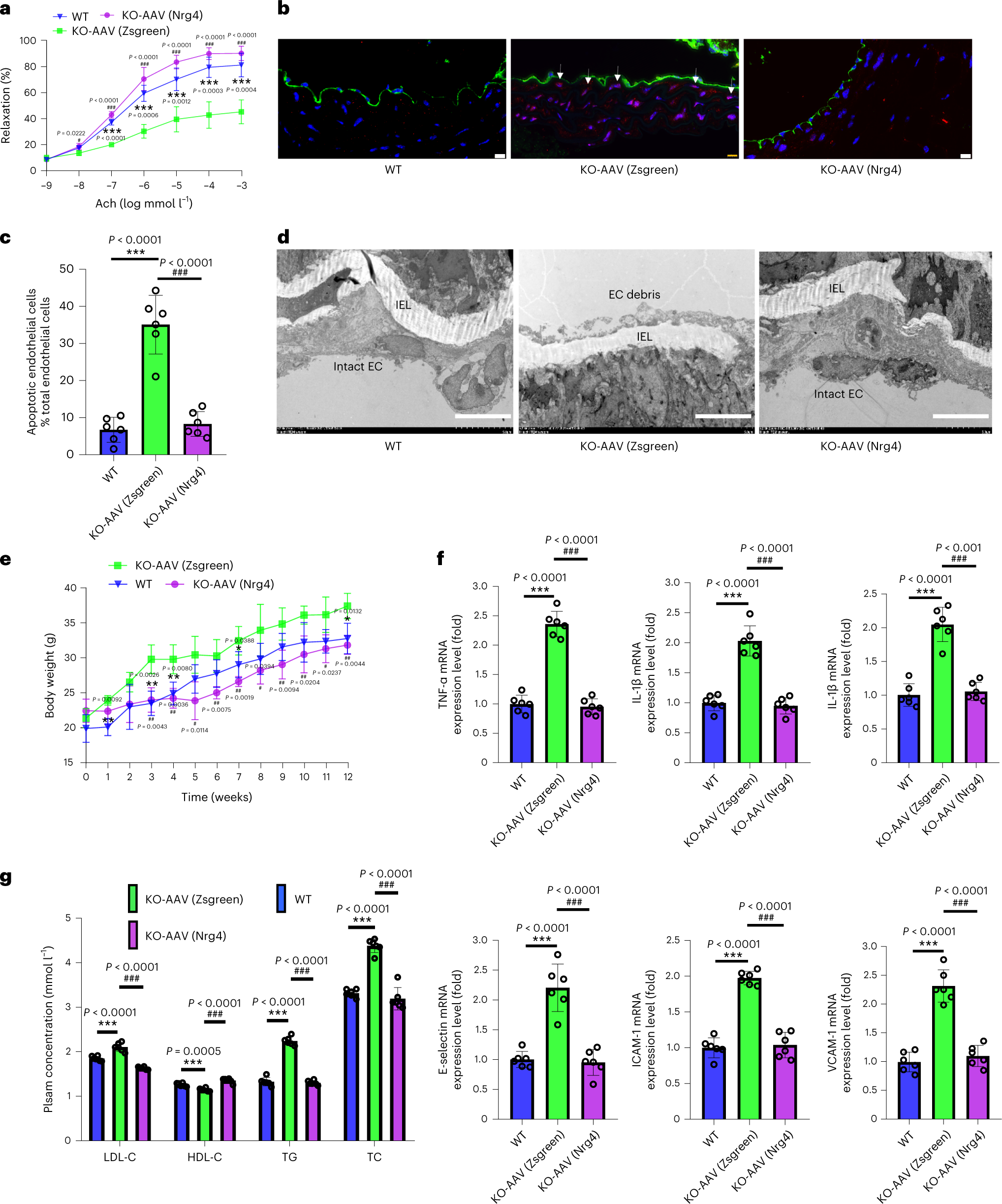 Fig. 4: Nrg4 overexpression alleviated endothelial injury and
                                    inflammation and improved metabolic profiles in KO
                                    mice.