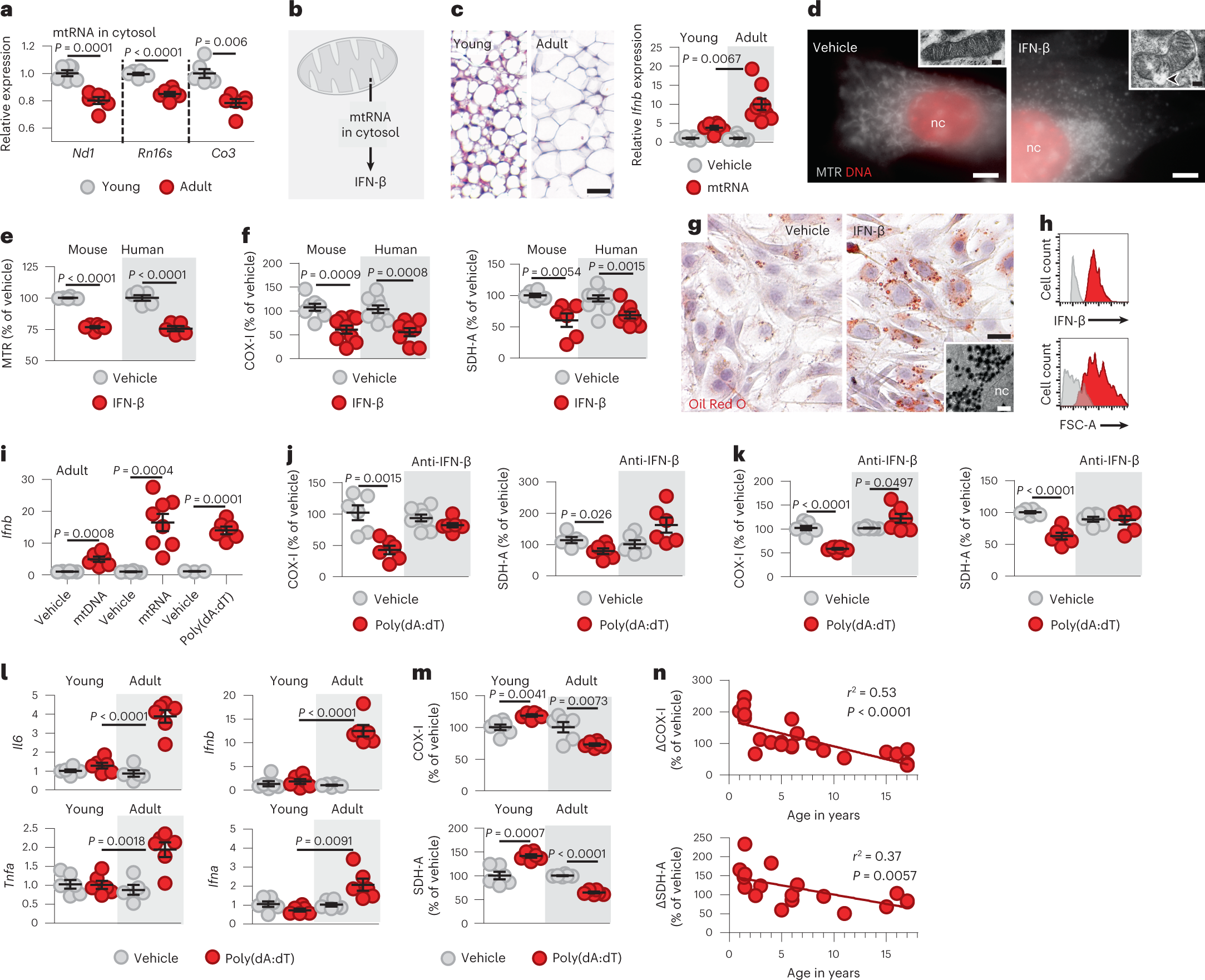 Mitochondrial RNA stimulates beige adipocyte development in young mice |  Nature Metabolism