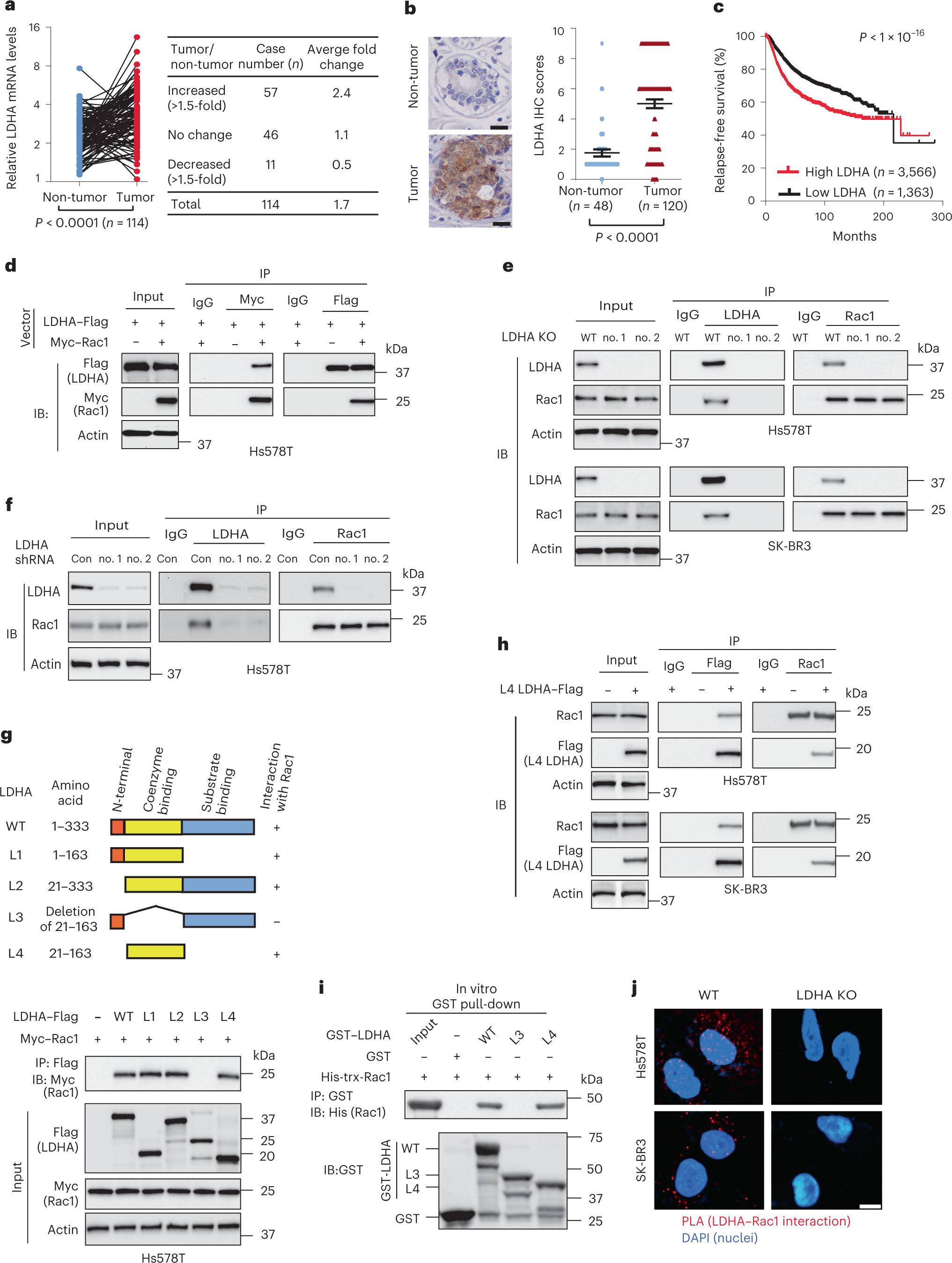 Metabolic enzyme LDHA activates Rac1 GTPase as a noncanonical mechanism to  promote cancer | Nature Metabolism
