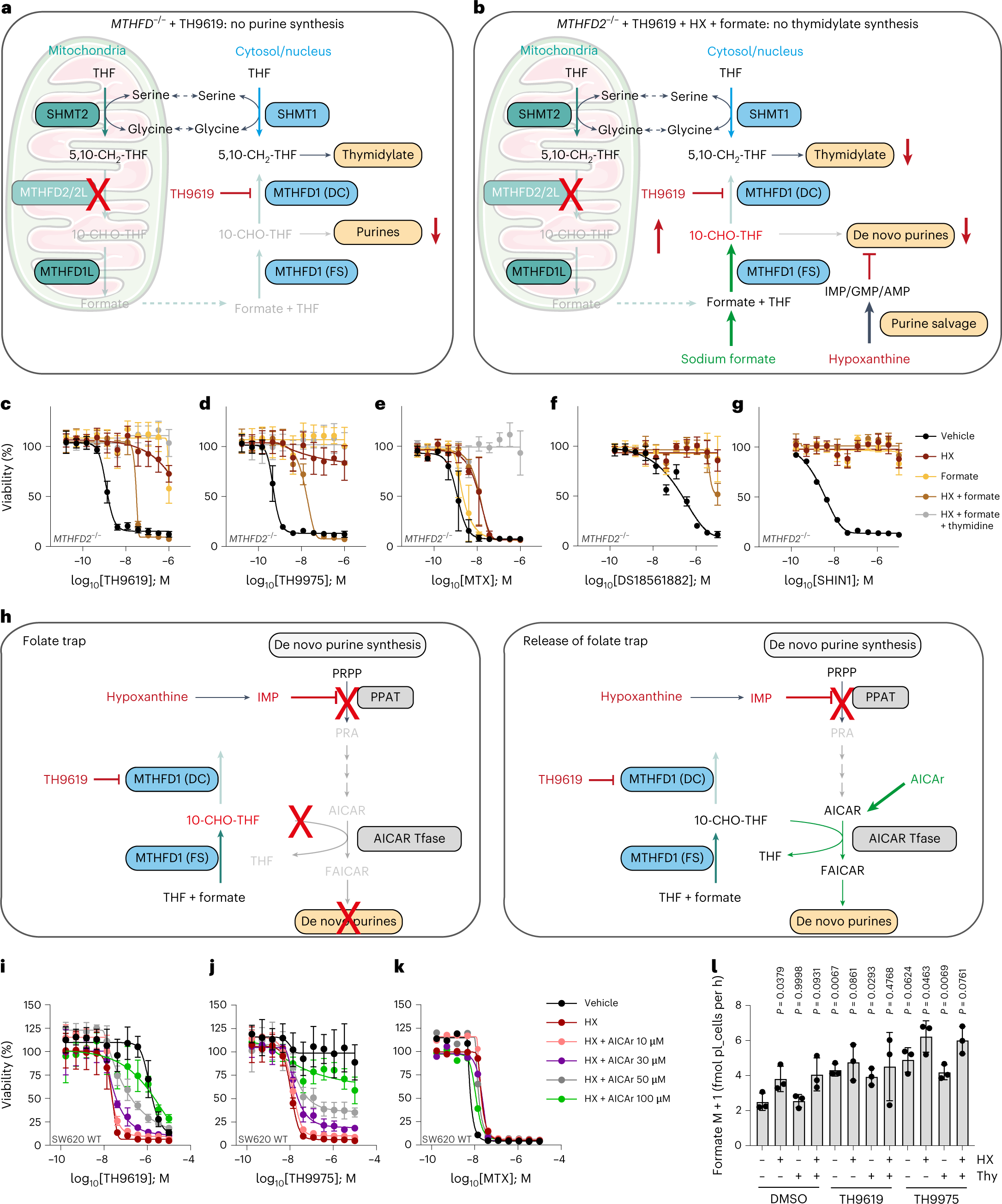 Fig. 6: Formate release by mitochondrial 1C flux is required for TH9619-mediated trapping of 10-CHO-THF.