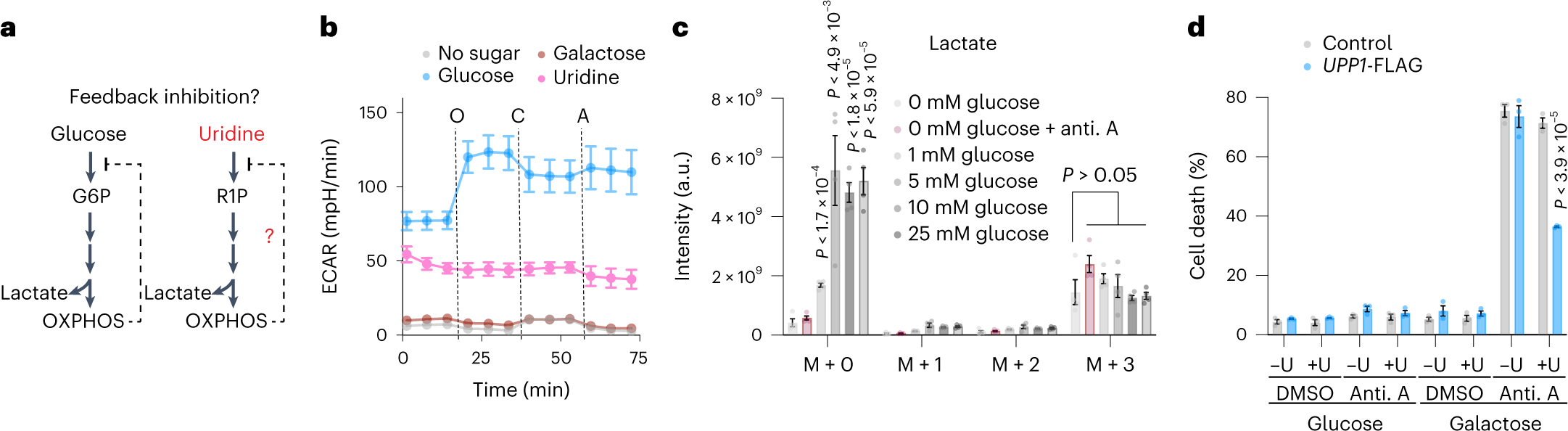 Fig. 4: Glycolysis from uridine bypasses the regulated steps of upper glycolysis and supports OXPHOS-deficient cells.