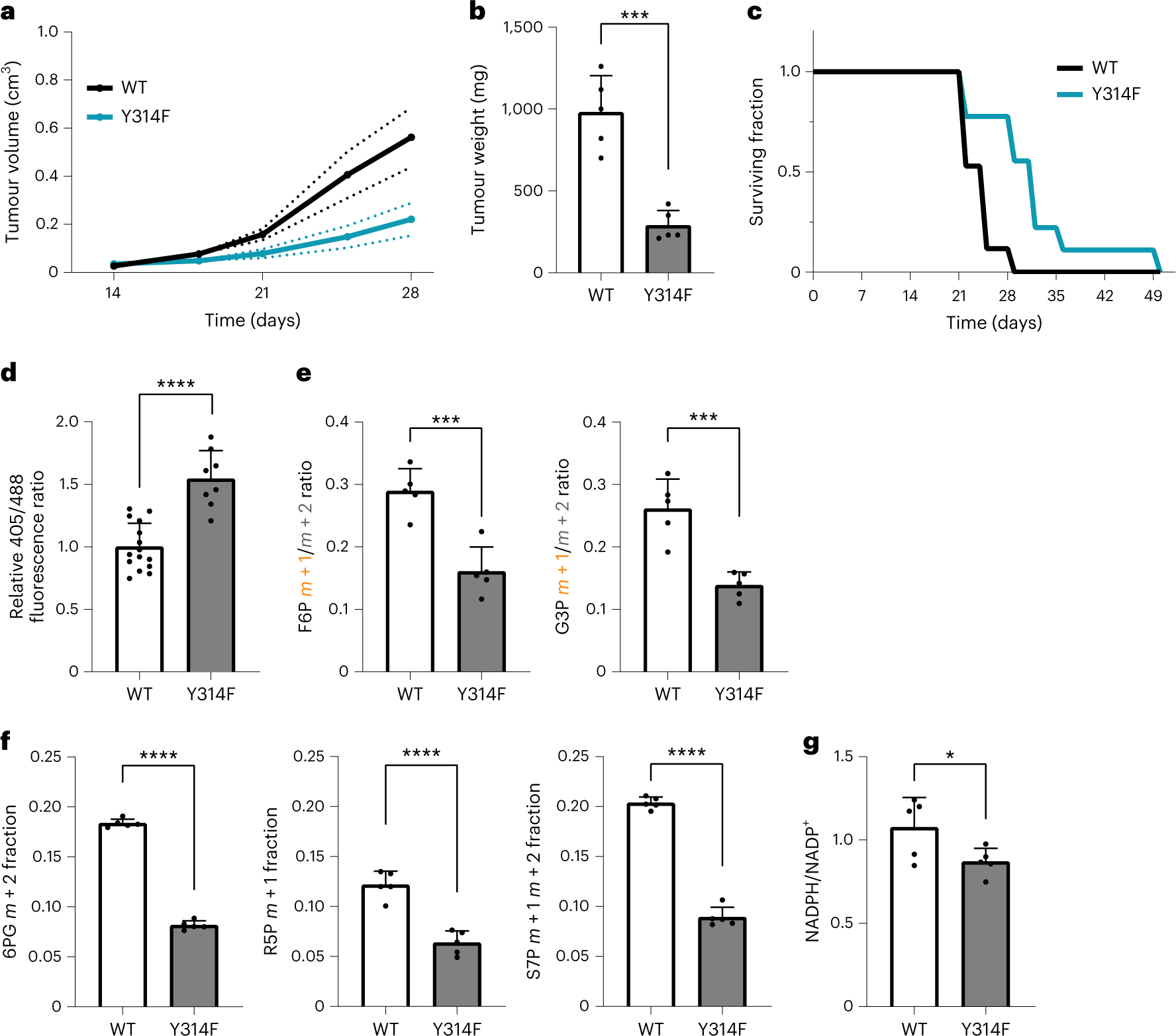 Fig. 5: The GAPDH redox switch protects tumour cells in vivo.