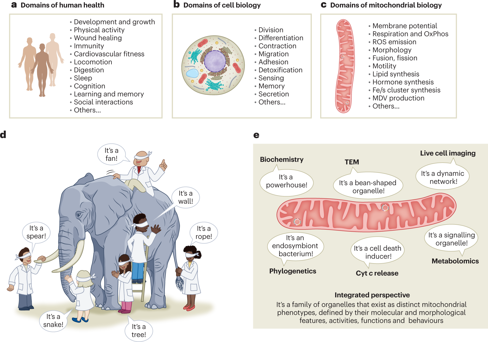 Mitochondrial signalling and homeostasis: from cell biology to