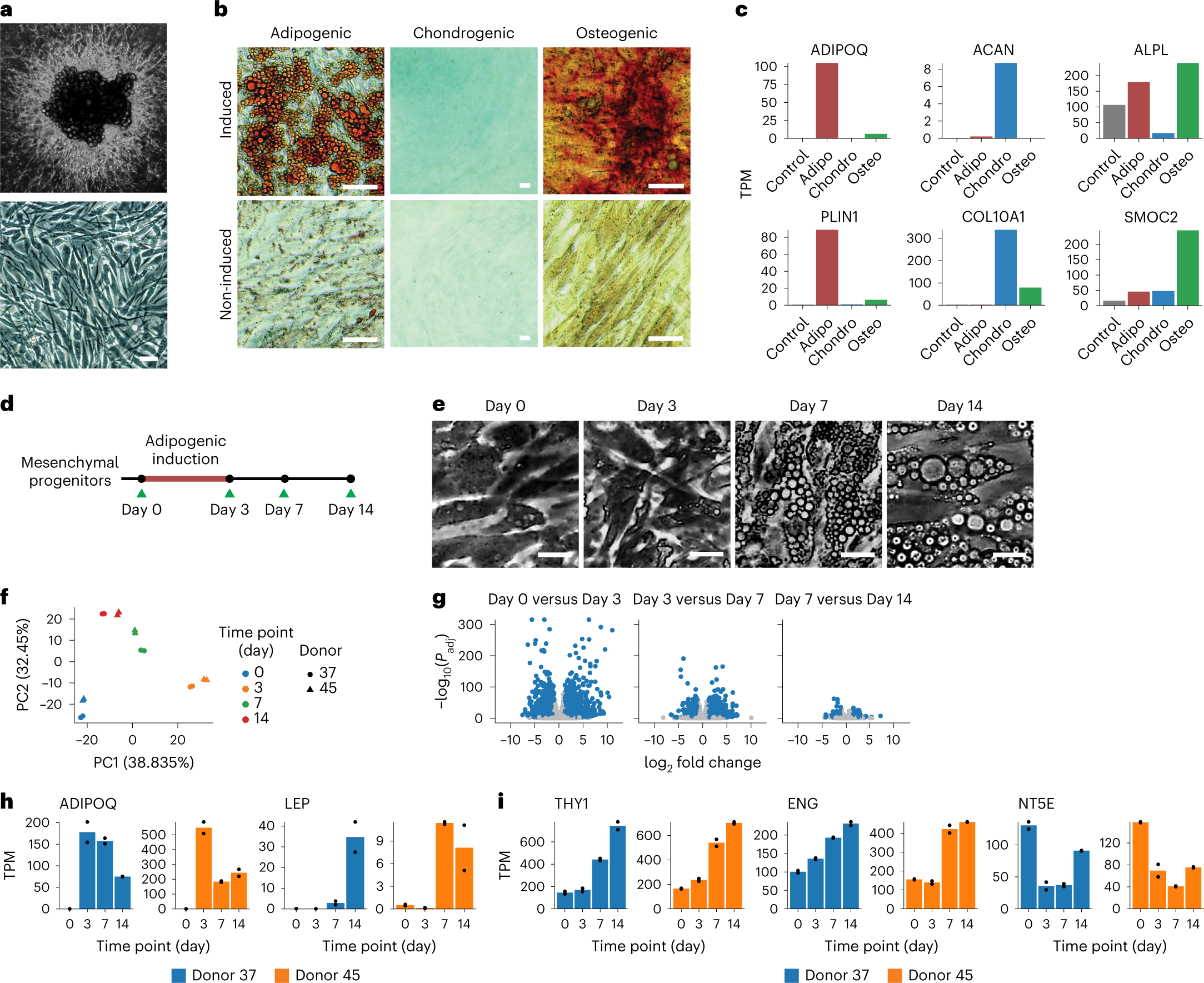 Ma Beta Sex Xxx Video Download 3gp - Wnt signaling preserves progenitor cell multipotency during adipose tissue  development | Nature Metabolism