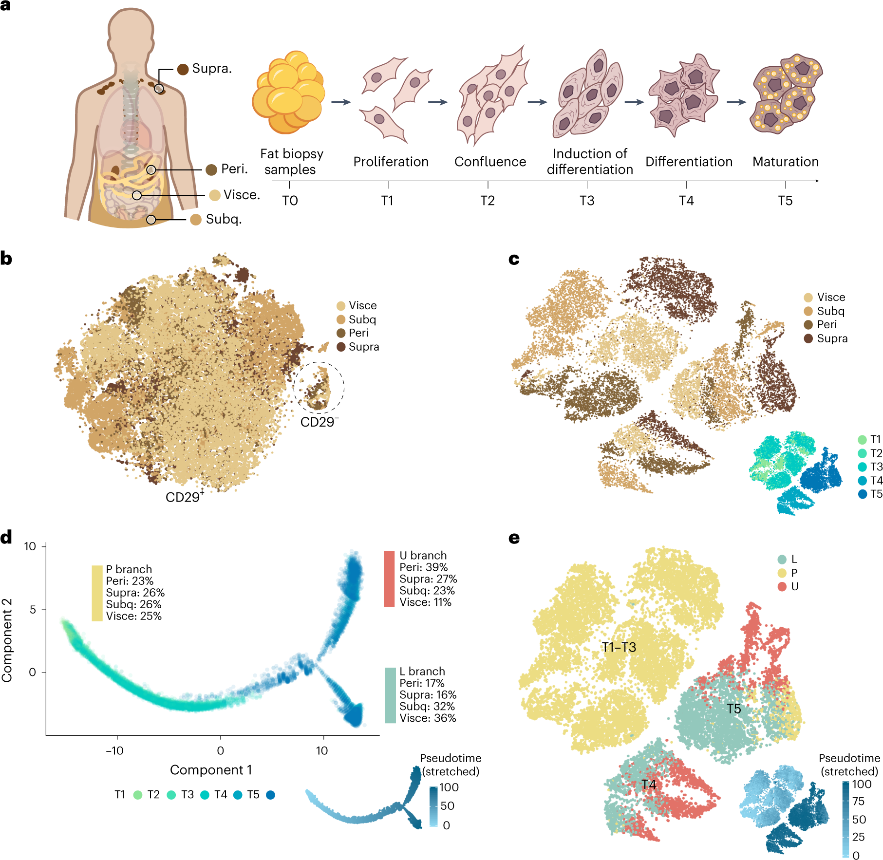 Fig. 1: Single-cell trajectory analysis of developing adipocyte progenitors.
