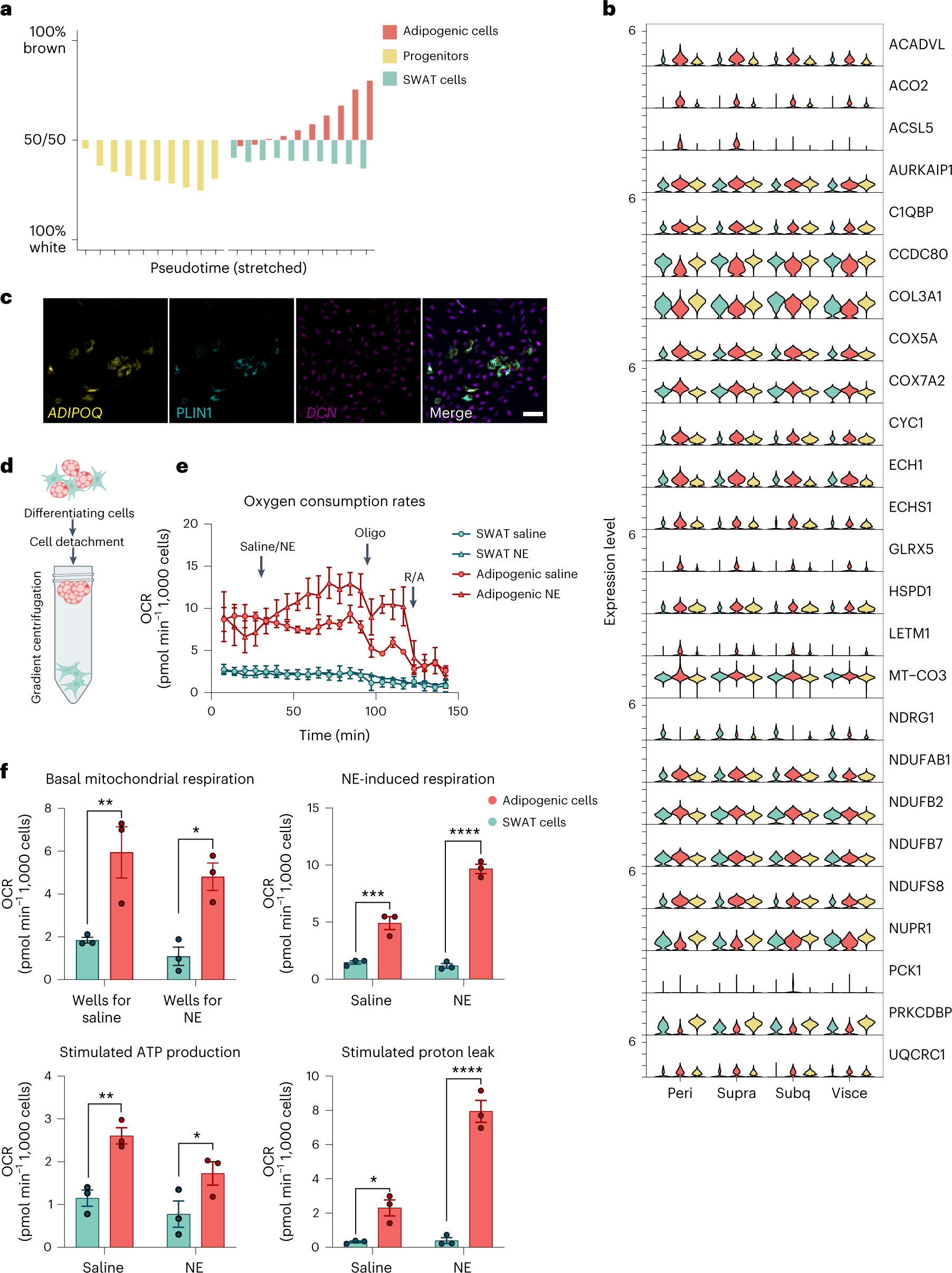 Fig. 4: Mitochondrial signature and oxidative capacity of adipogenic compared to SWAT cells.
