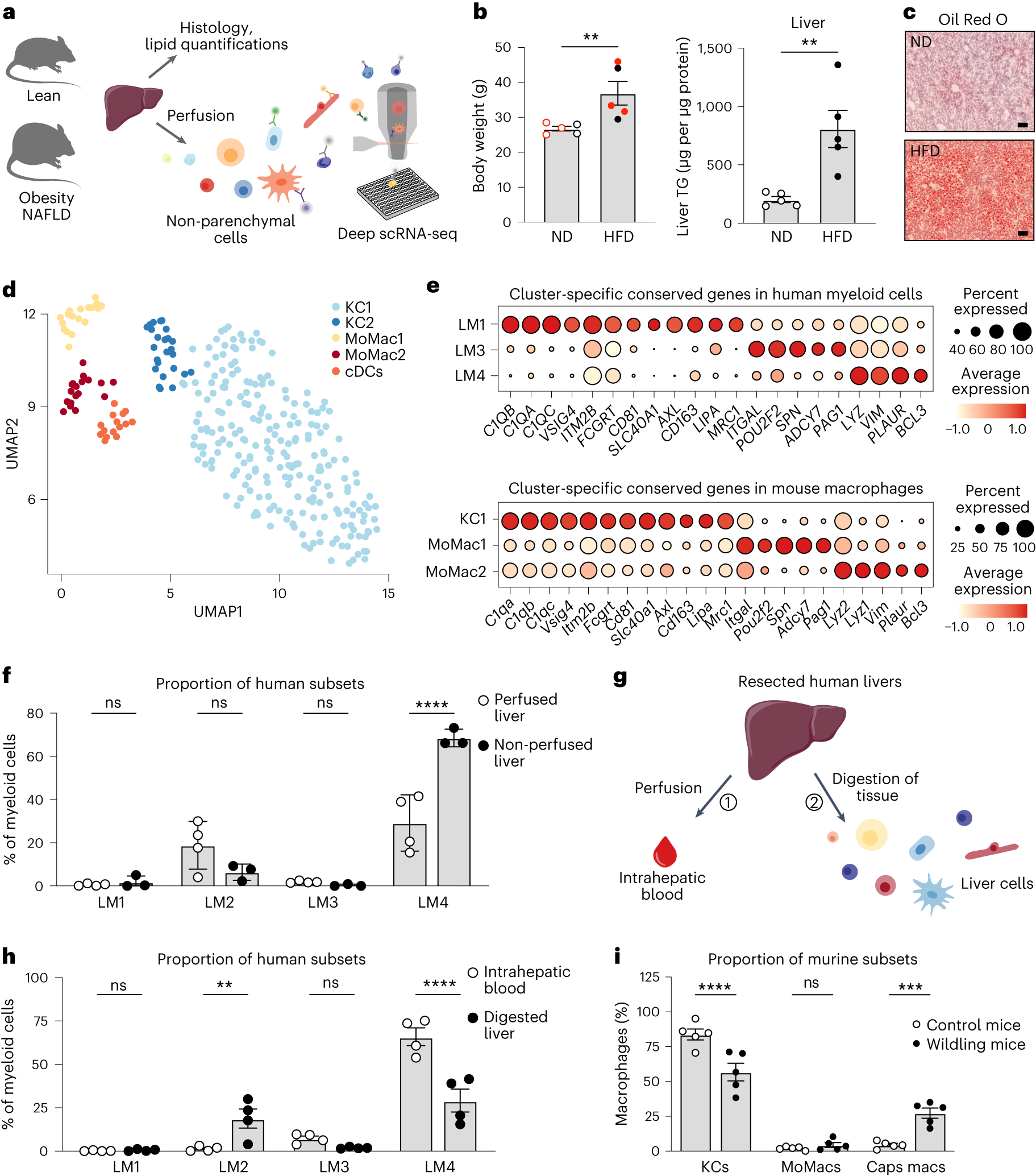 Fig. 2: Human–mouse conservation of the LM cell populations.