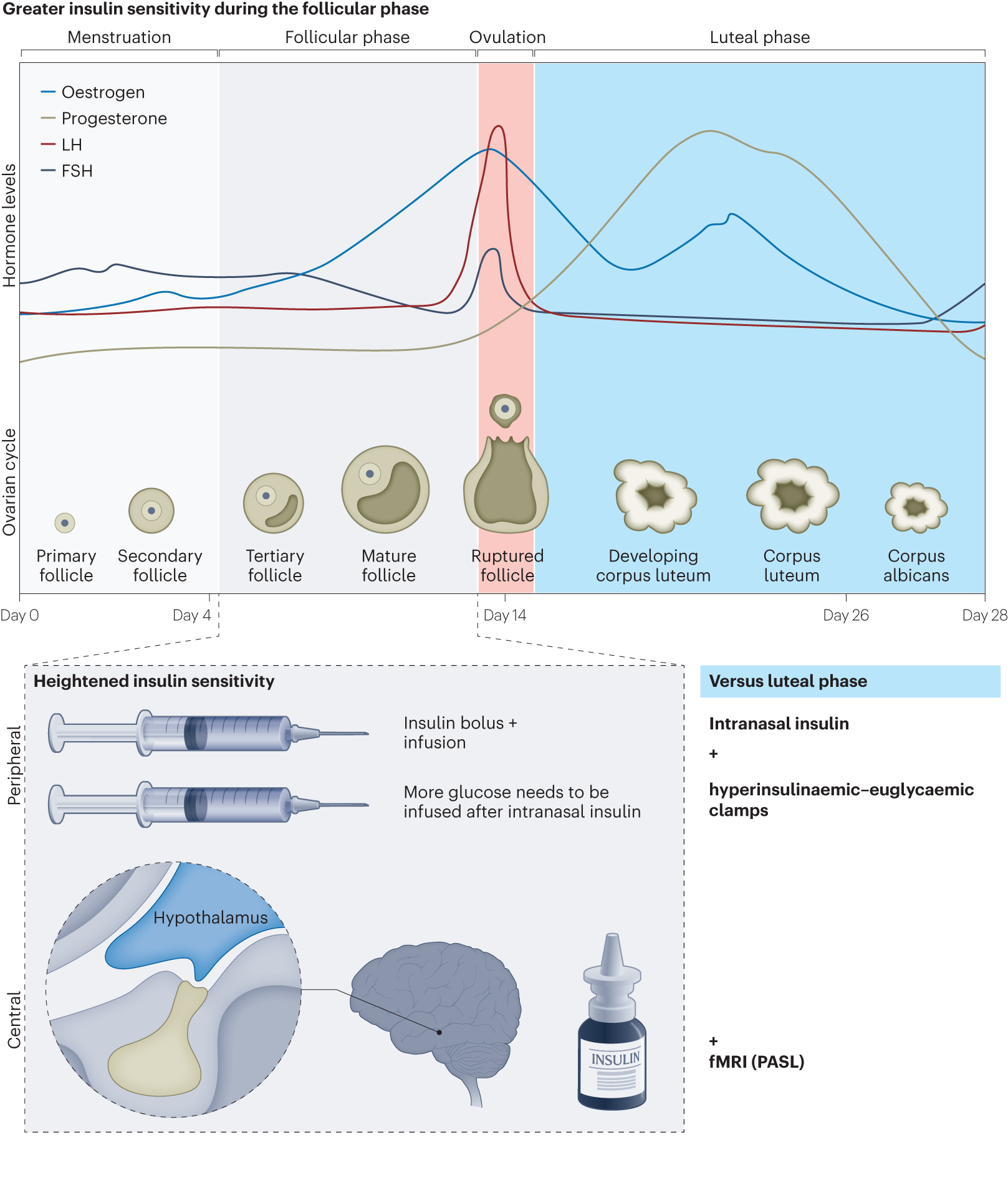 can glutathione affect menstrual cycle Metabolic tuning during the menstrual cycle